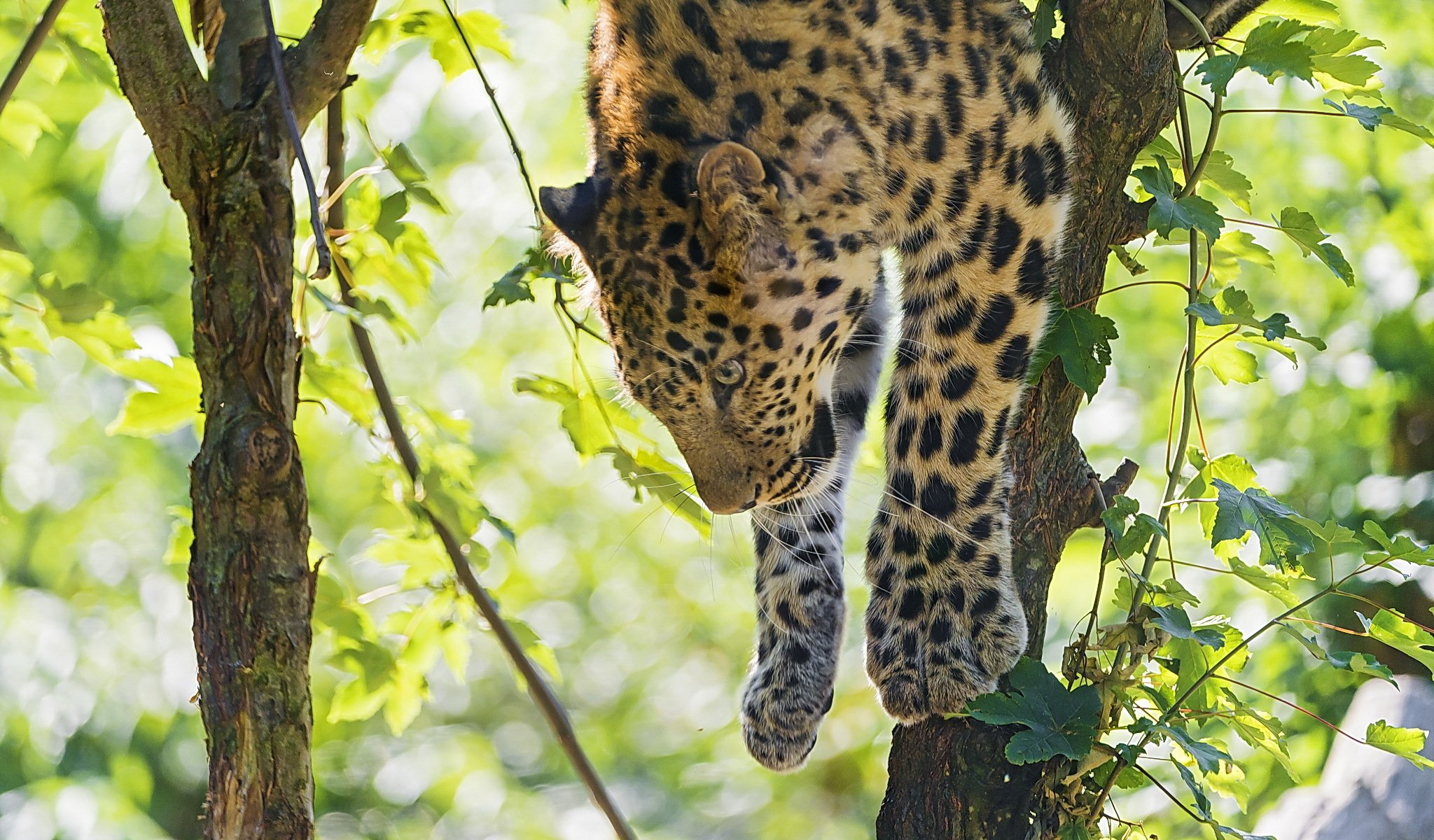 leopardo árbol depredador patas follaje