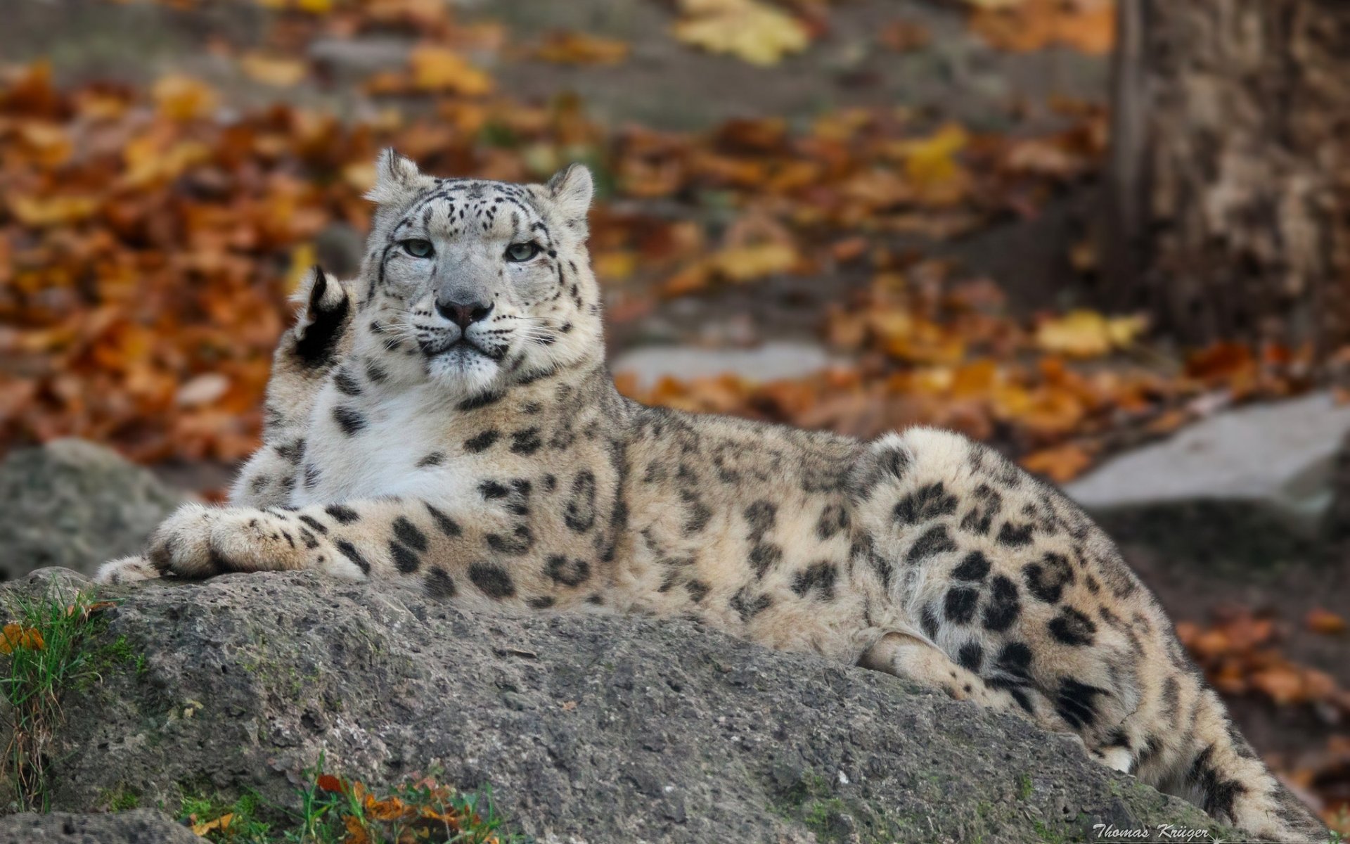 léopard des neiges irbis léopard des neiges chat sauvage prédateur pierre