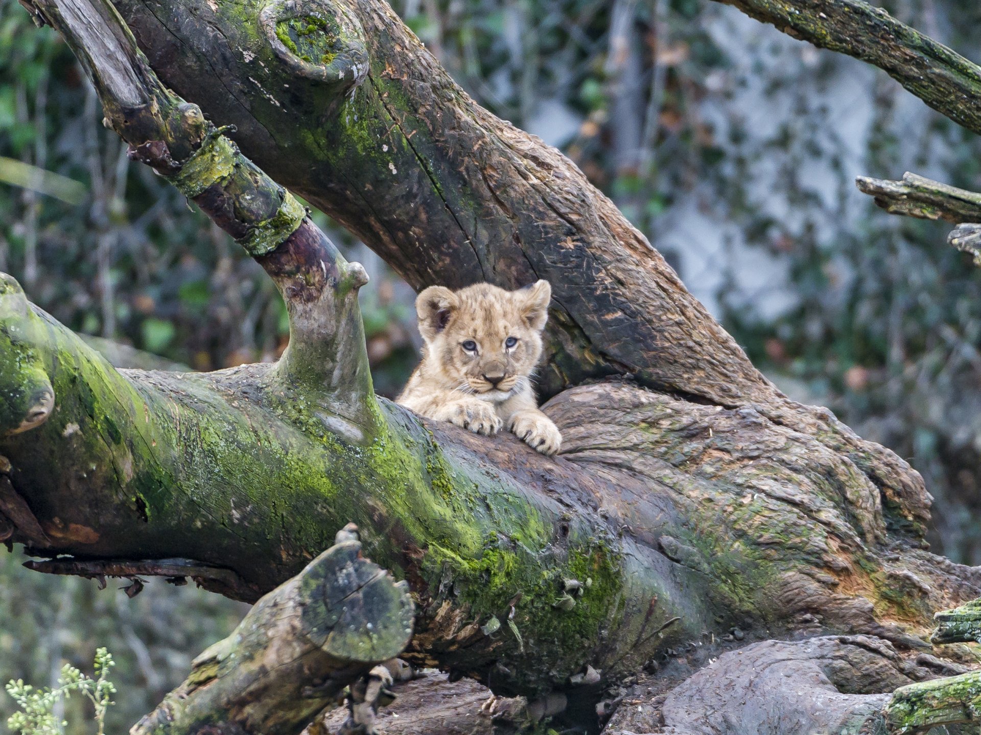 gatto albero muschio ©tambako the jaguar