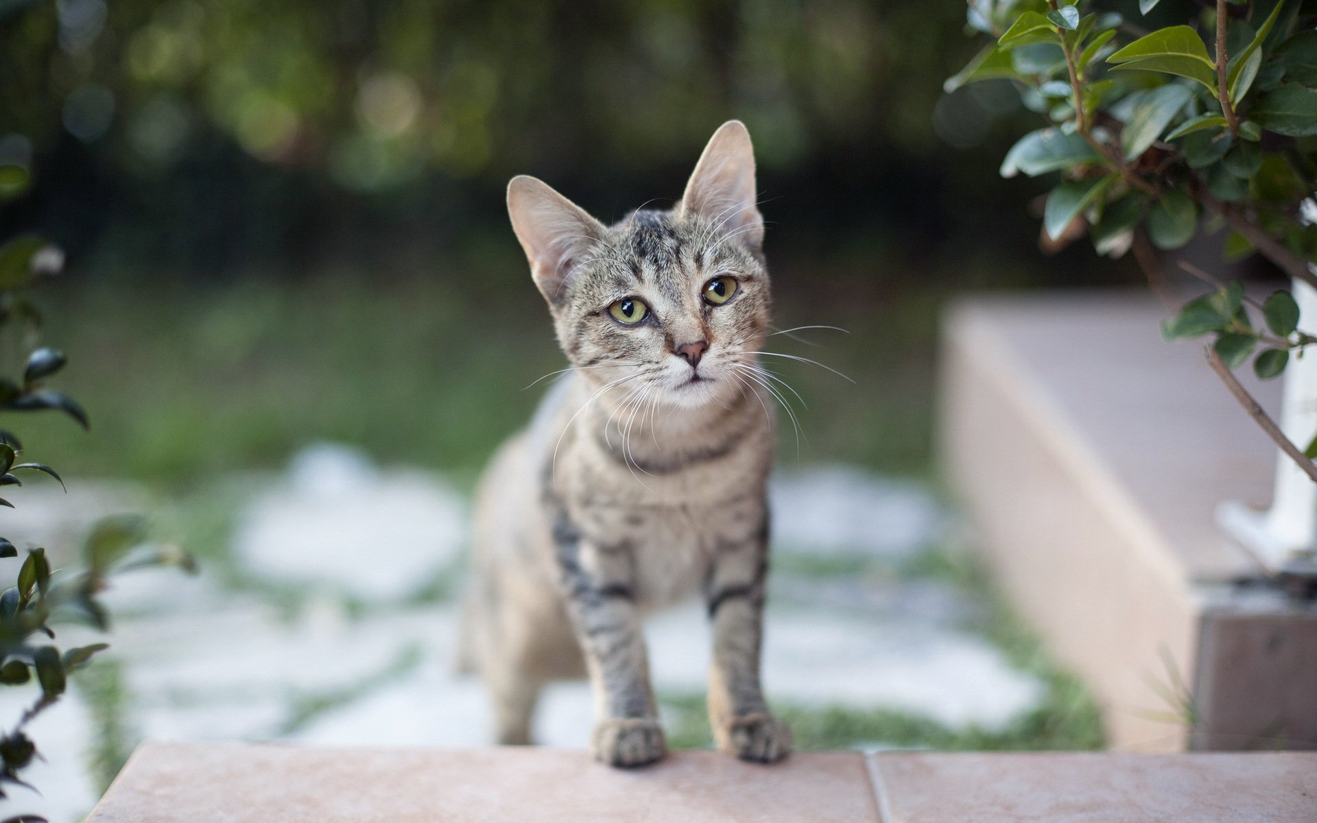 chat vue fond