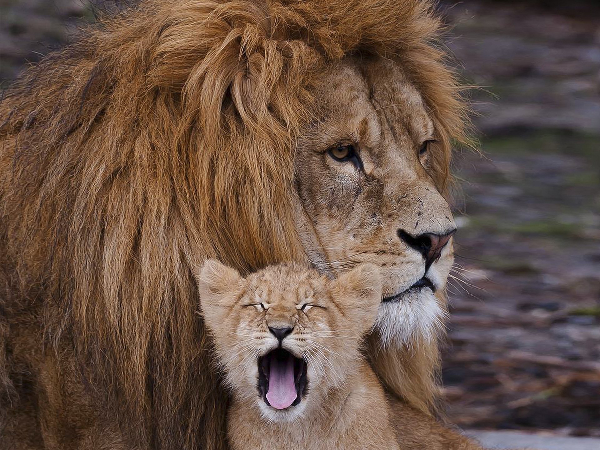 lions père force puissance sérieux rêverie confiance fiabilité calme fils cub insouciance insouciance sécurité