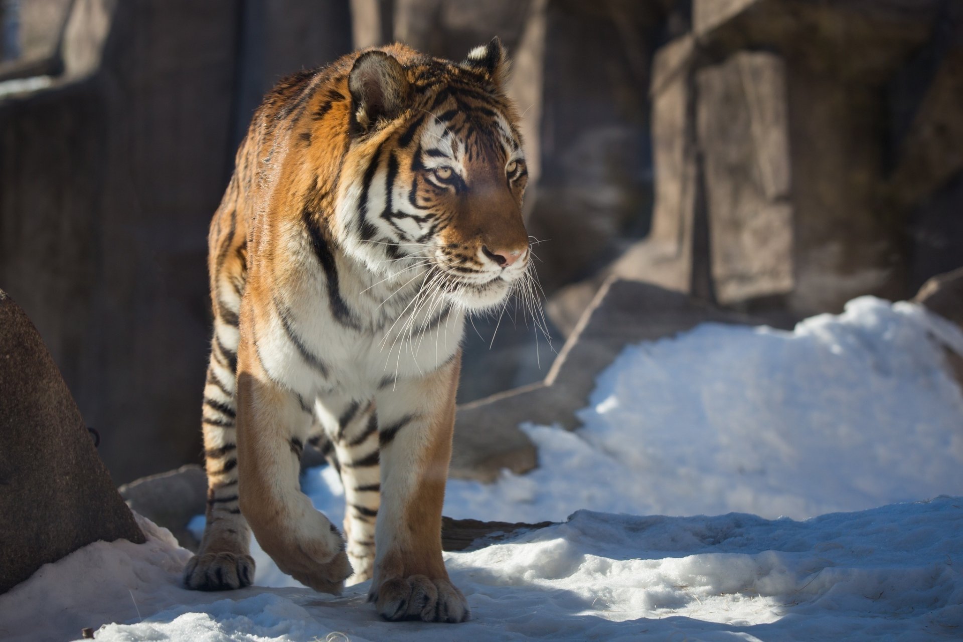 tigre gato salvaje depredador invierno nieve