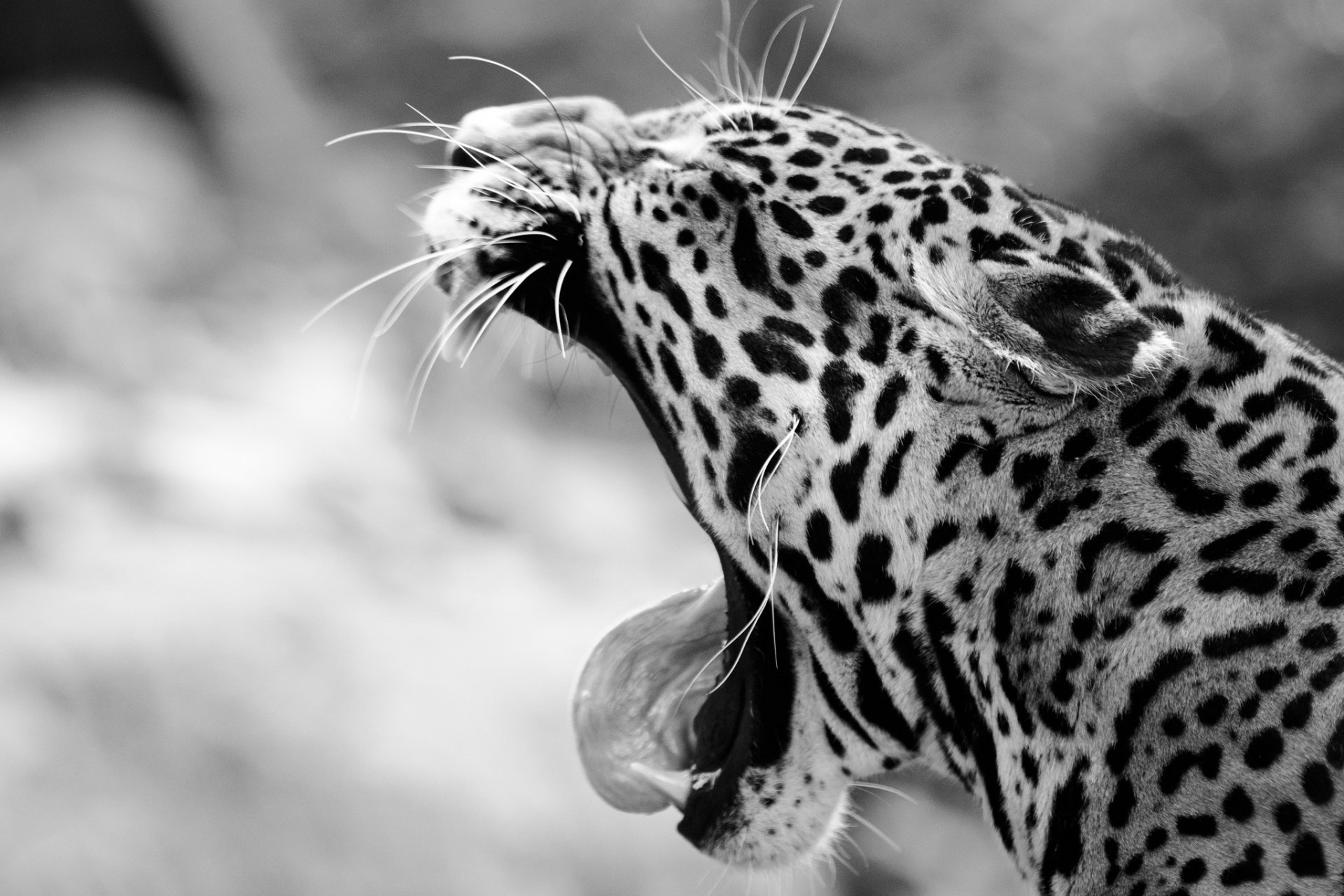 jaguar gato montés hocico bostezos fauces colmillos lengua blanco y negro