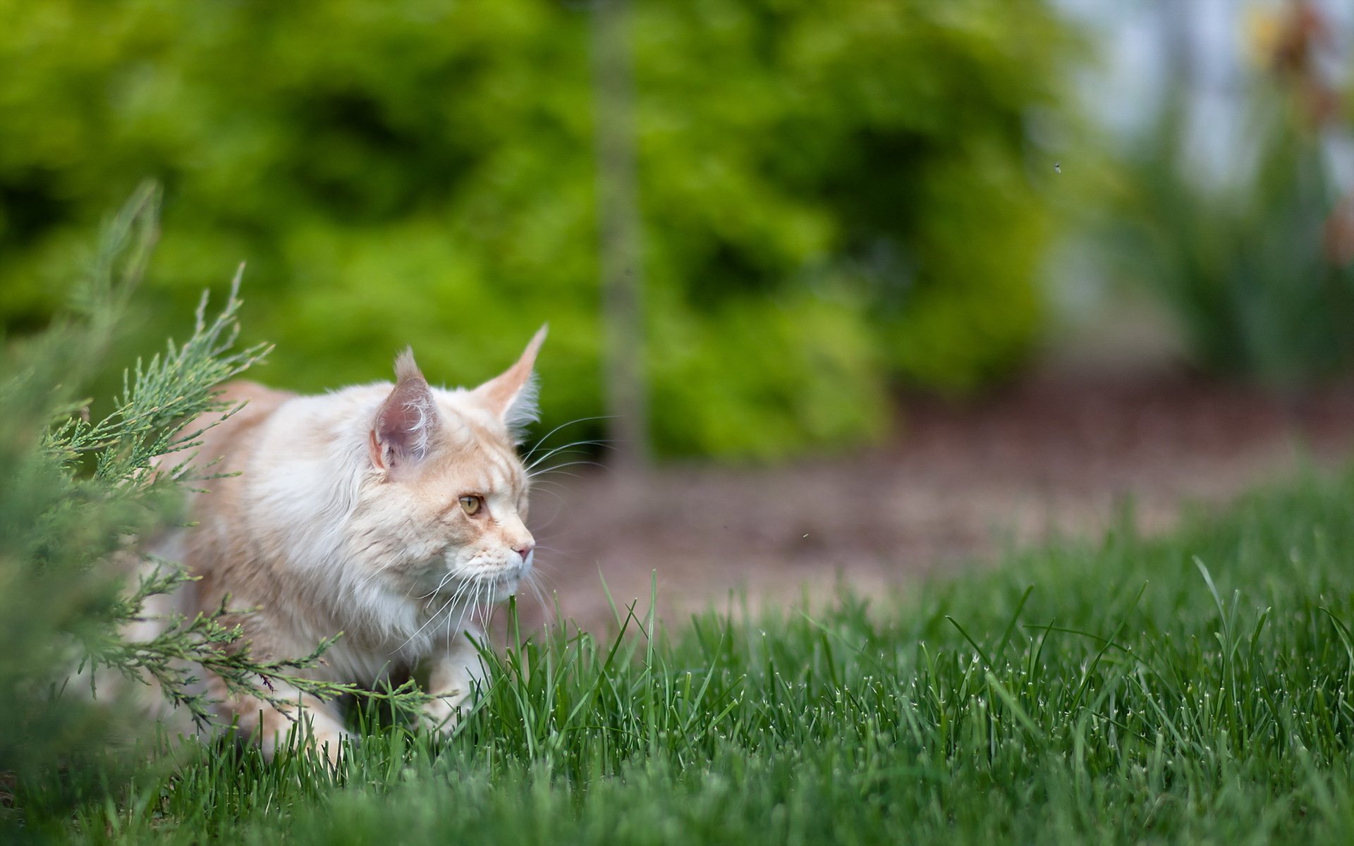 chat chasse été