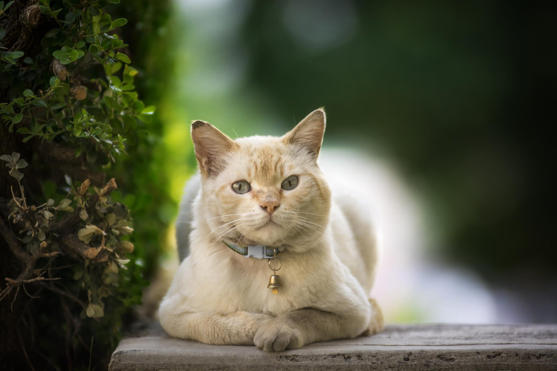 chat animaux chat collier cloche