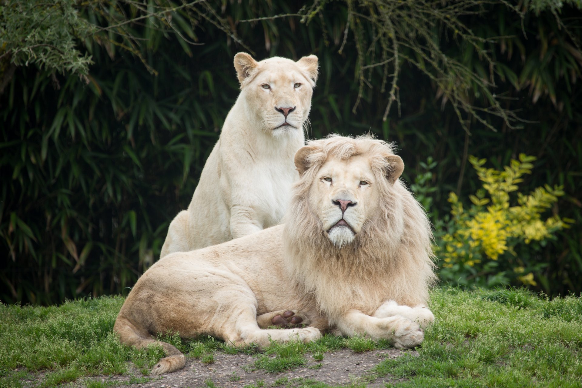 white lions leo lioness cats grass the pair