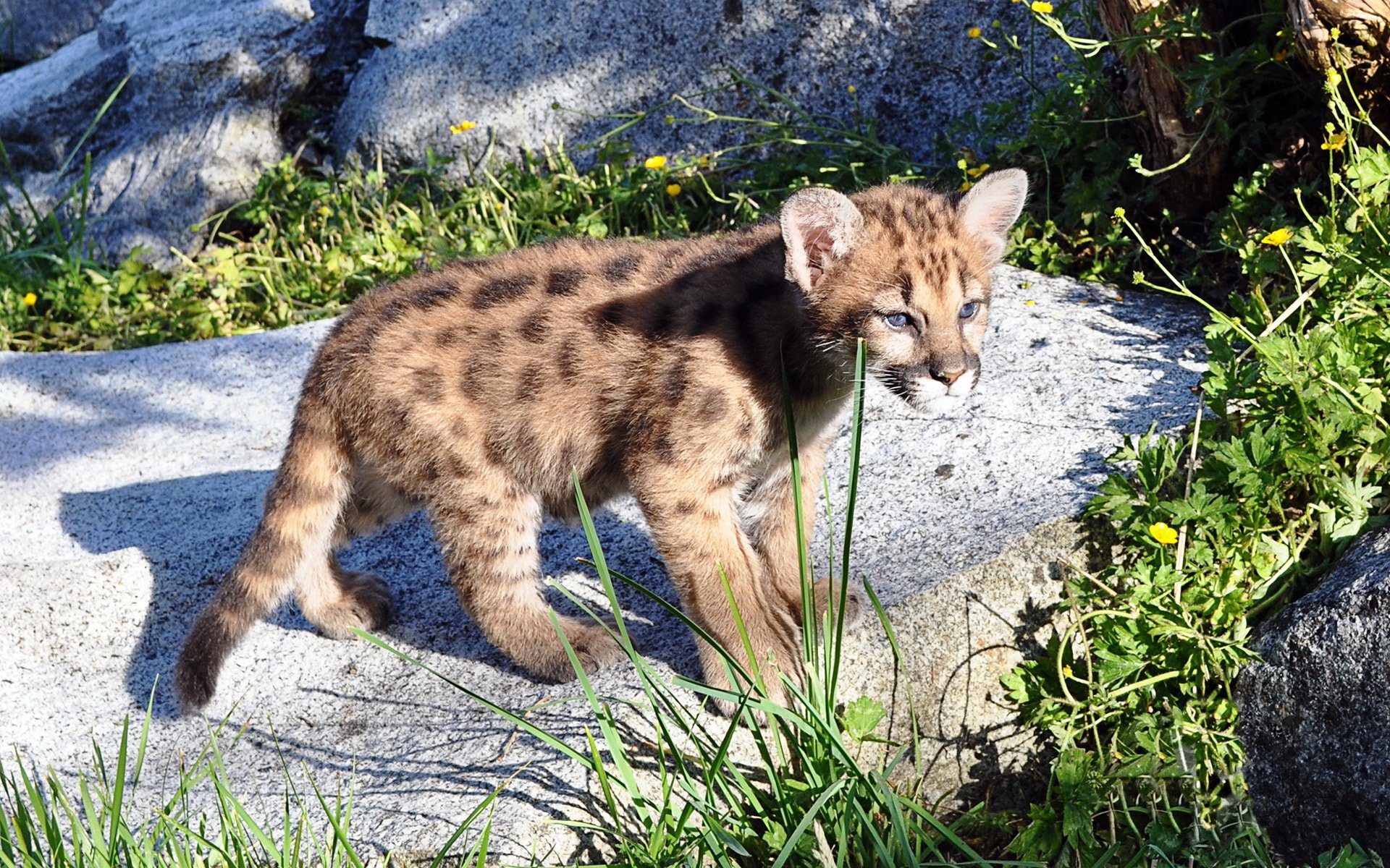 cougar cougar leone di montagna predatore