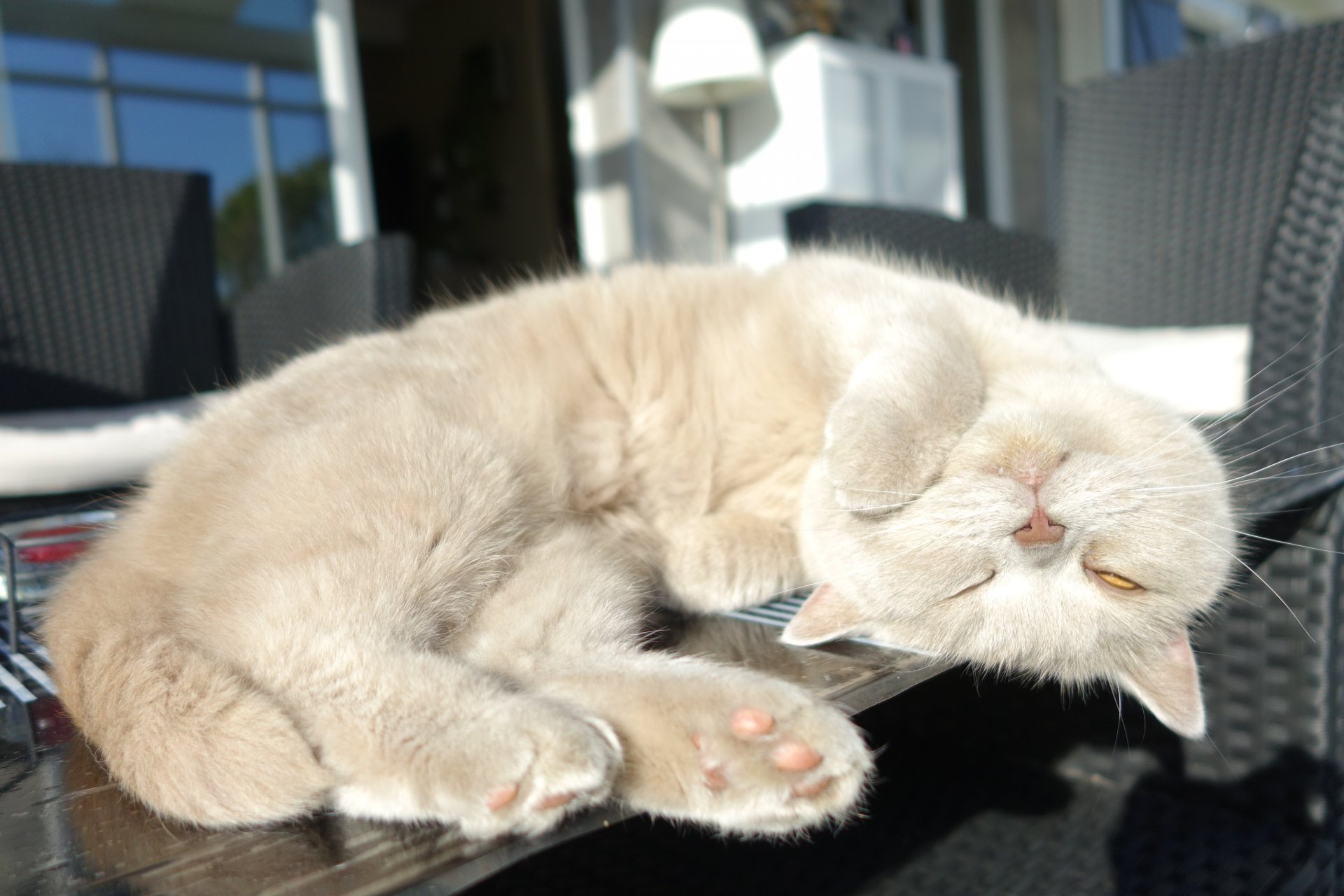 british shorthair dormire dormire riposare sul tavolo