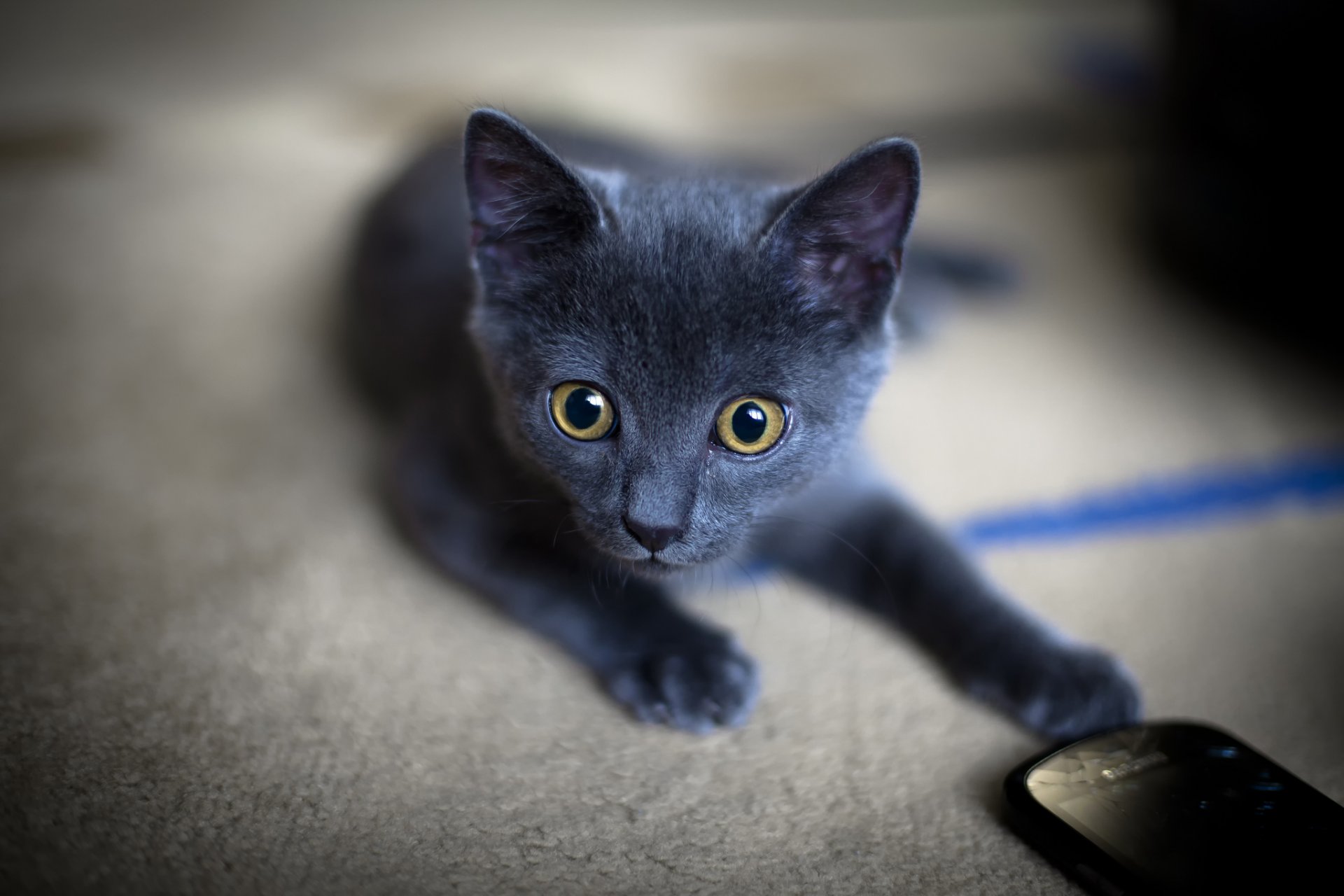 bébé regard museau yeux