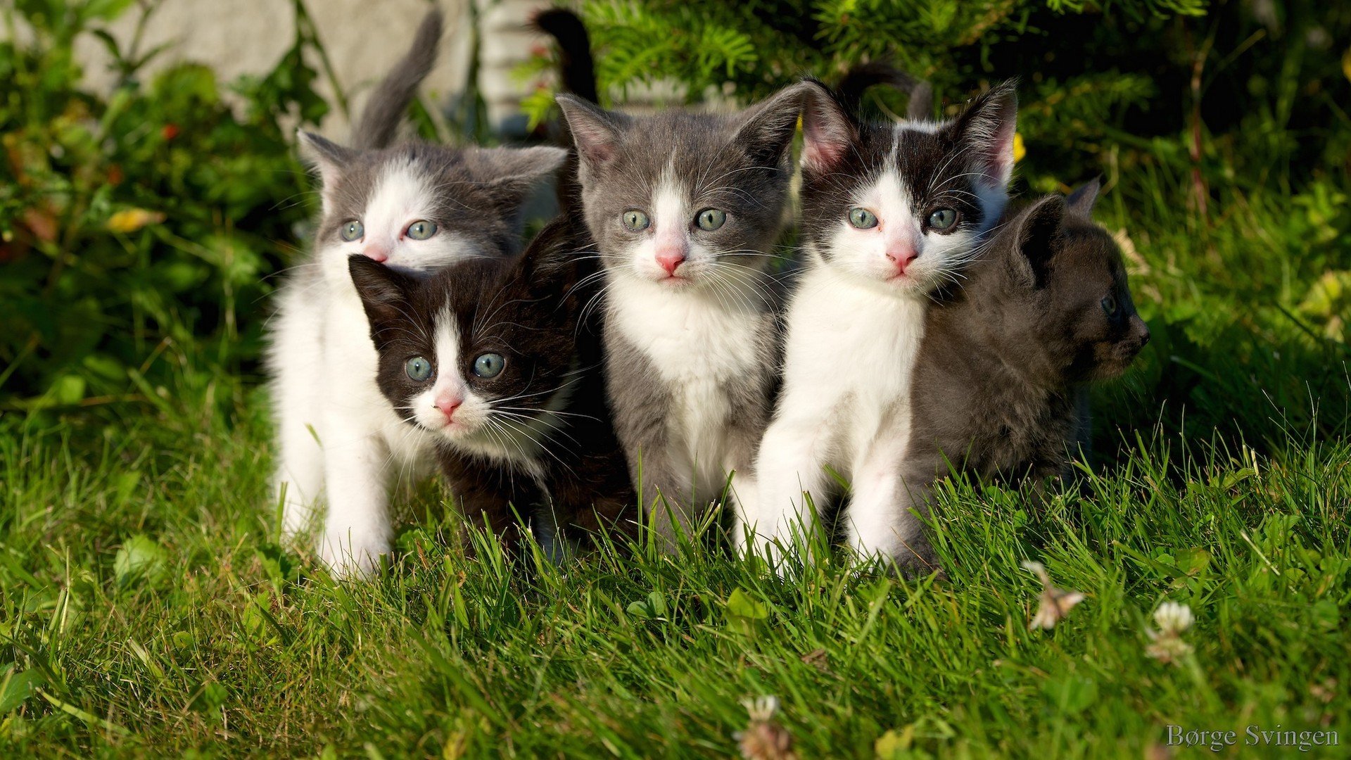 grass horses kitten