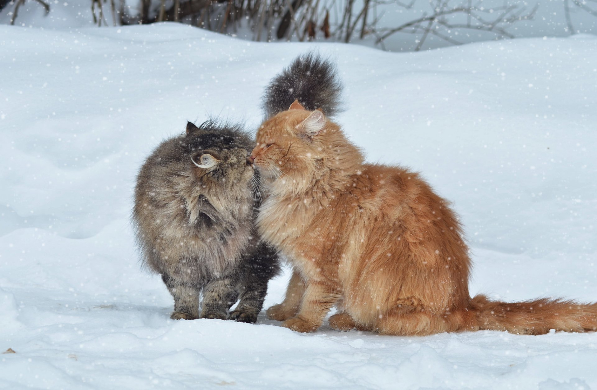 katzen winter schnee