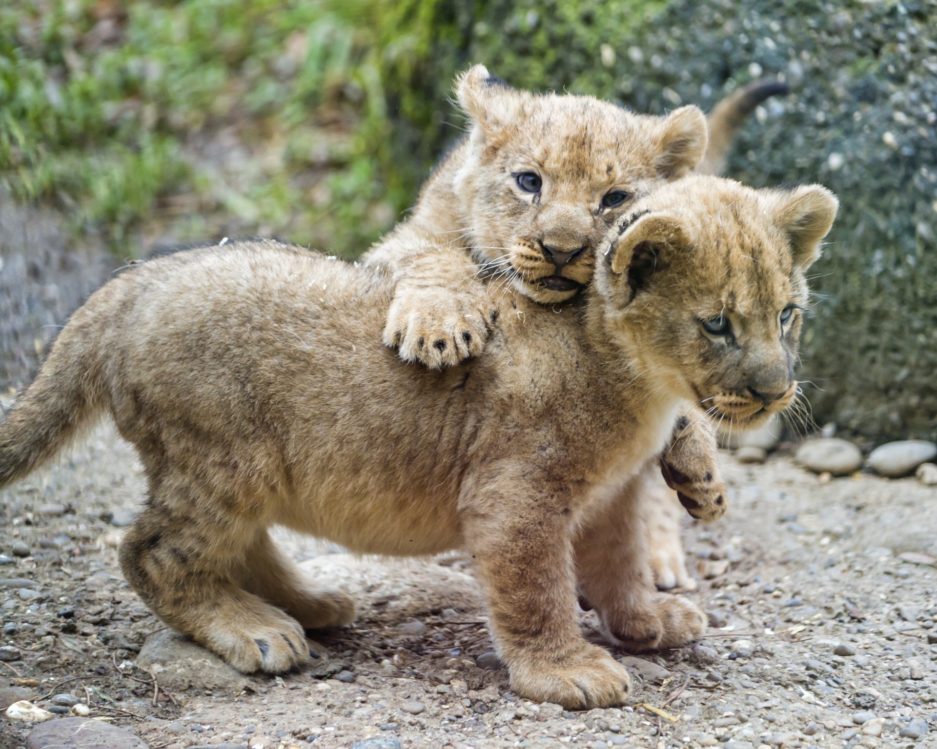 chat couple lionceaux ©tambako the jaguar