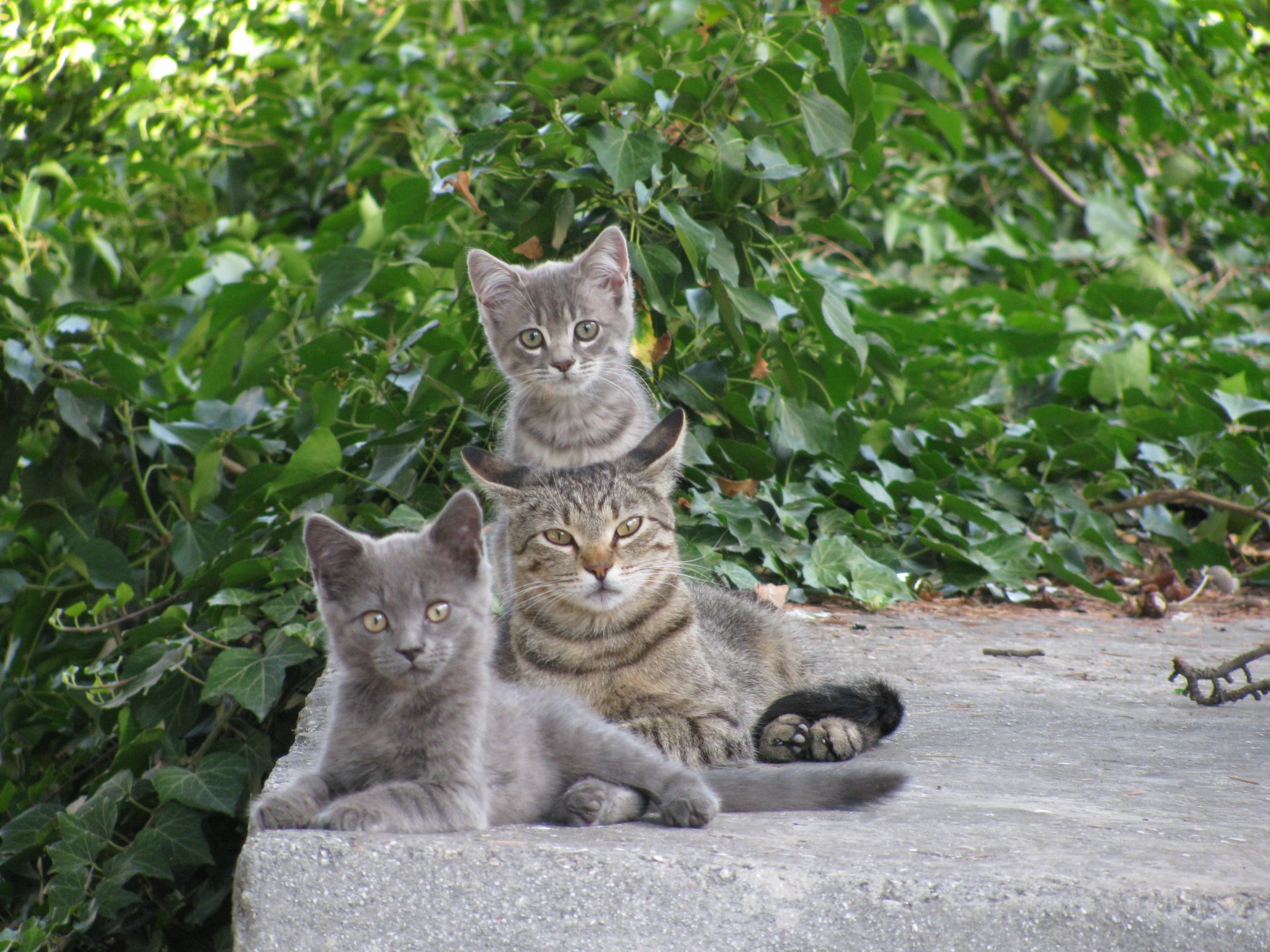 cat horses green