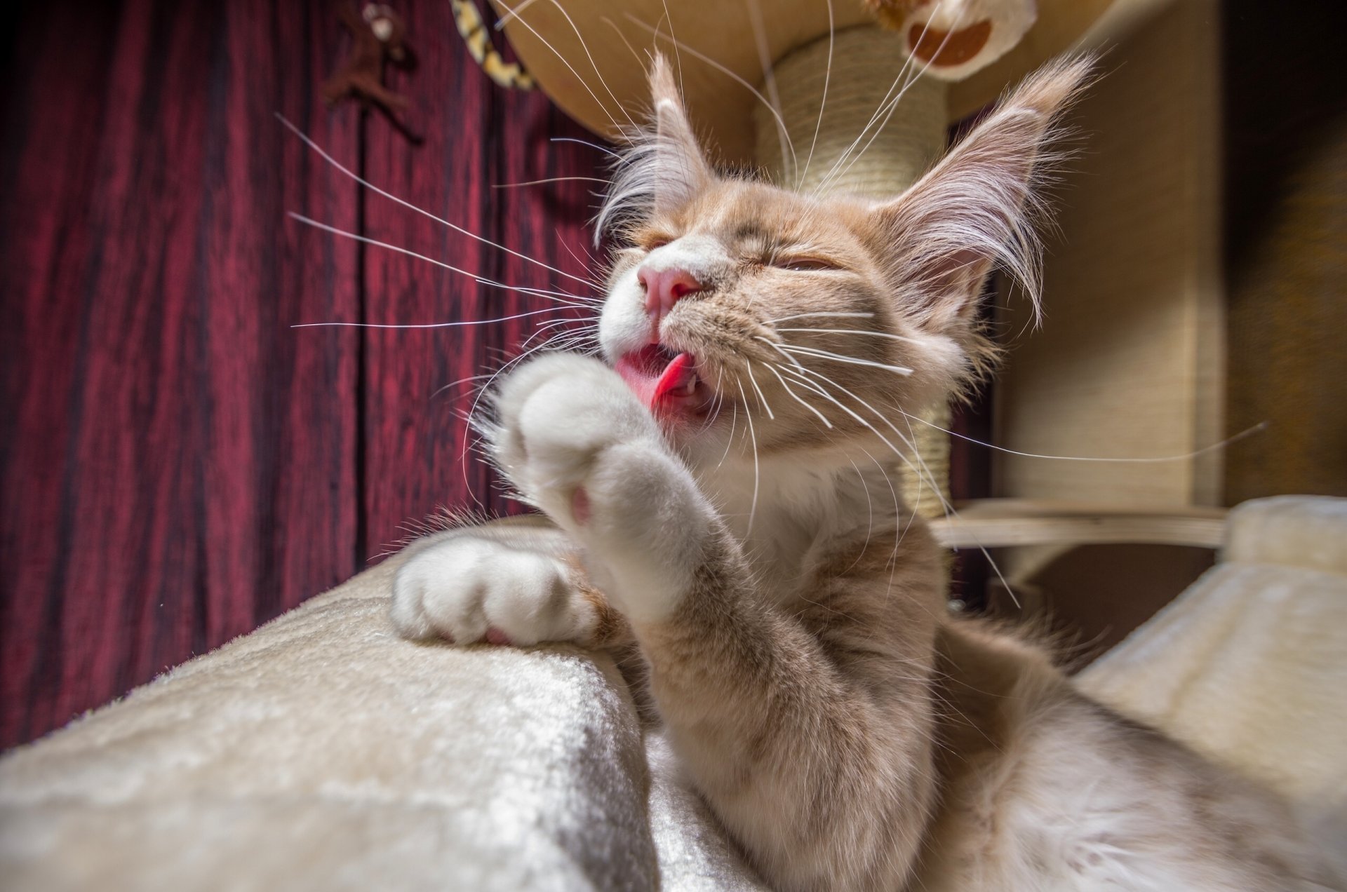 maine coon gato gato moidodyr patas bigote bigote