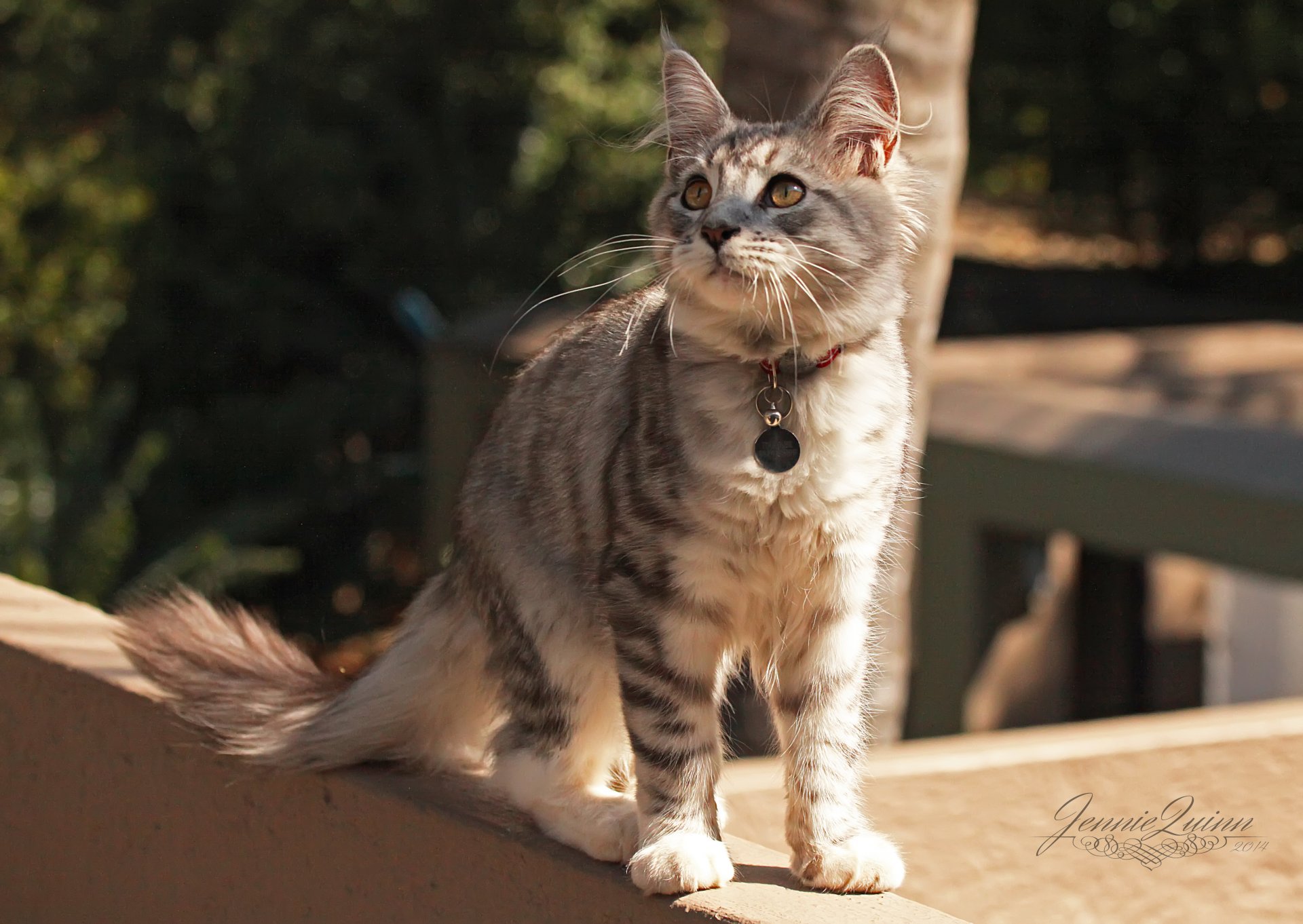 gatto collare strada attenzione