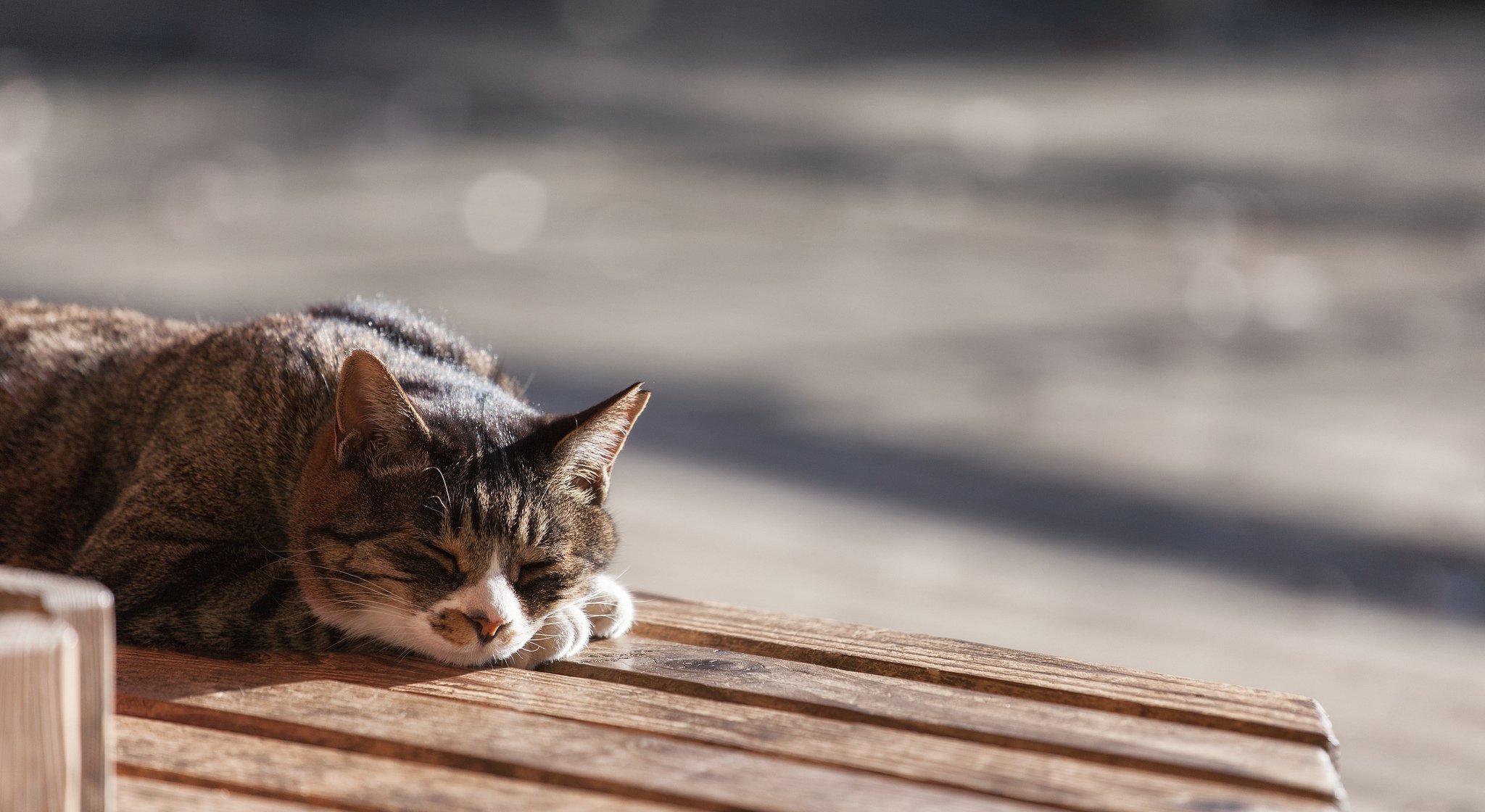 gato gato lana durmiendo