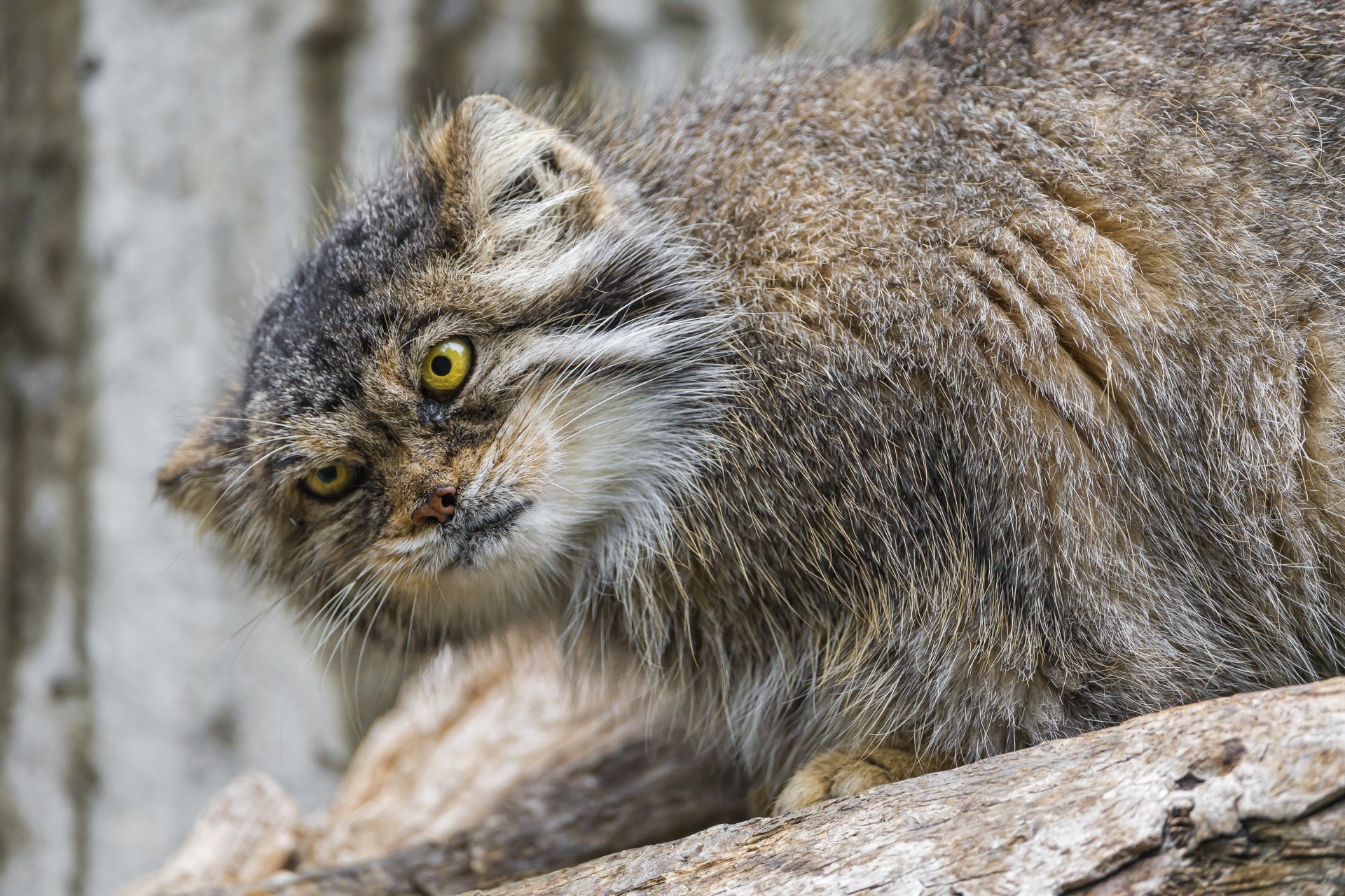 manul gato mirada ©tambako the jaguar