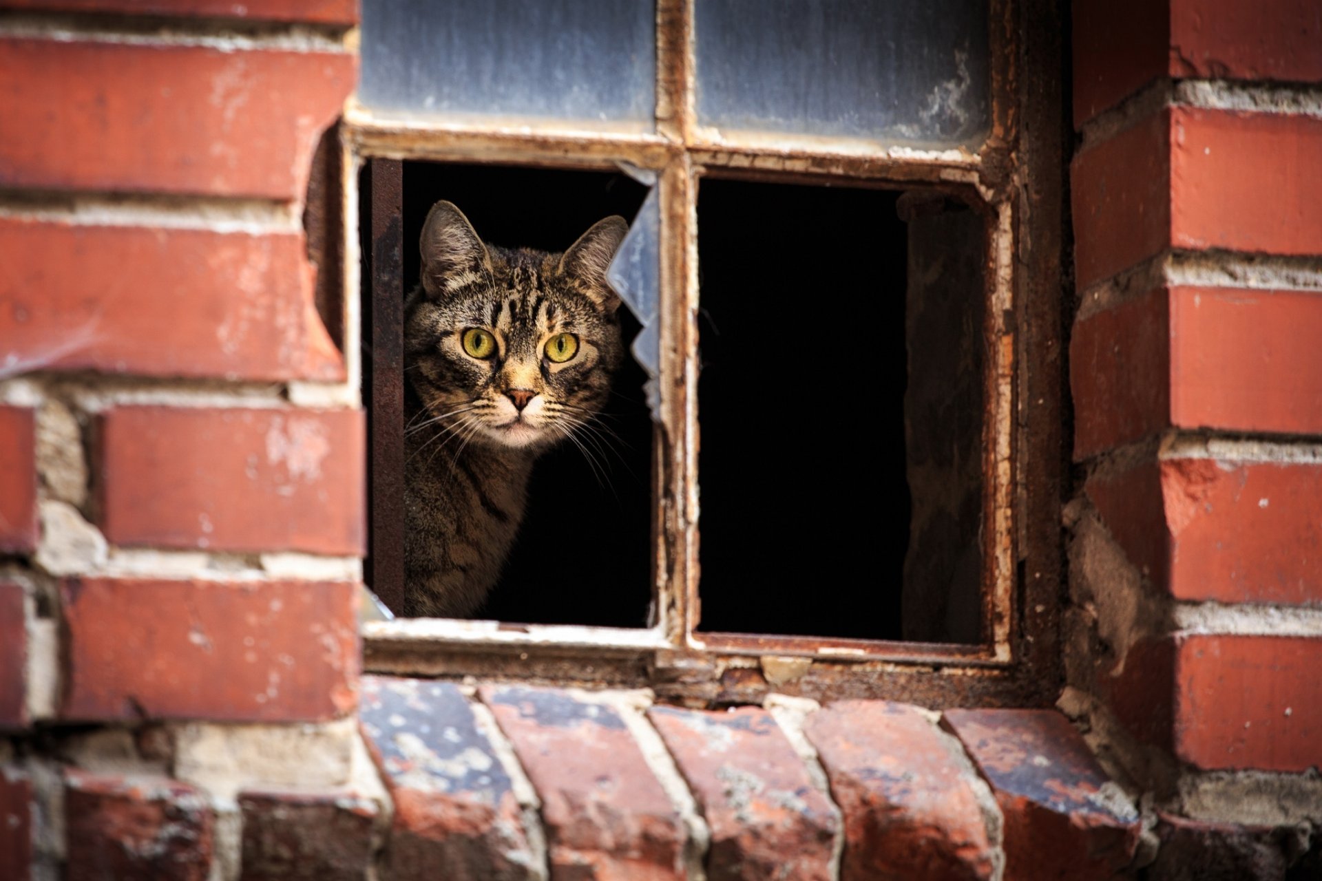 haus fenster katze blick