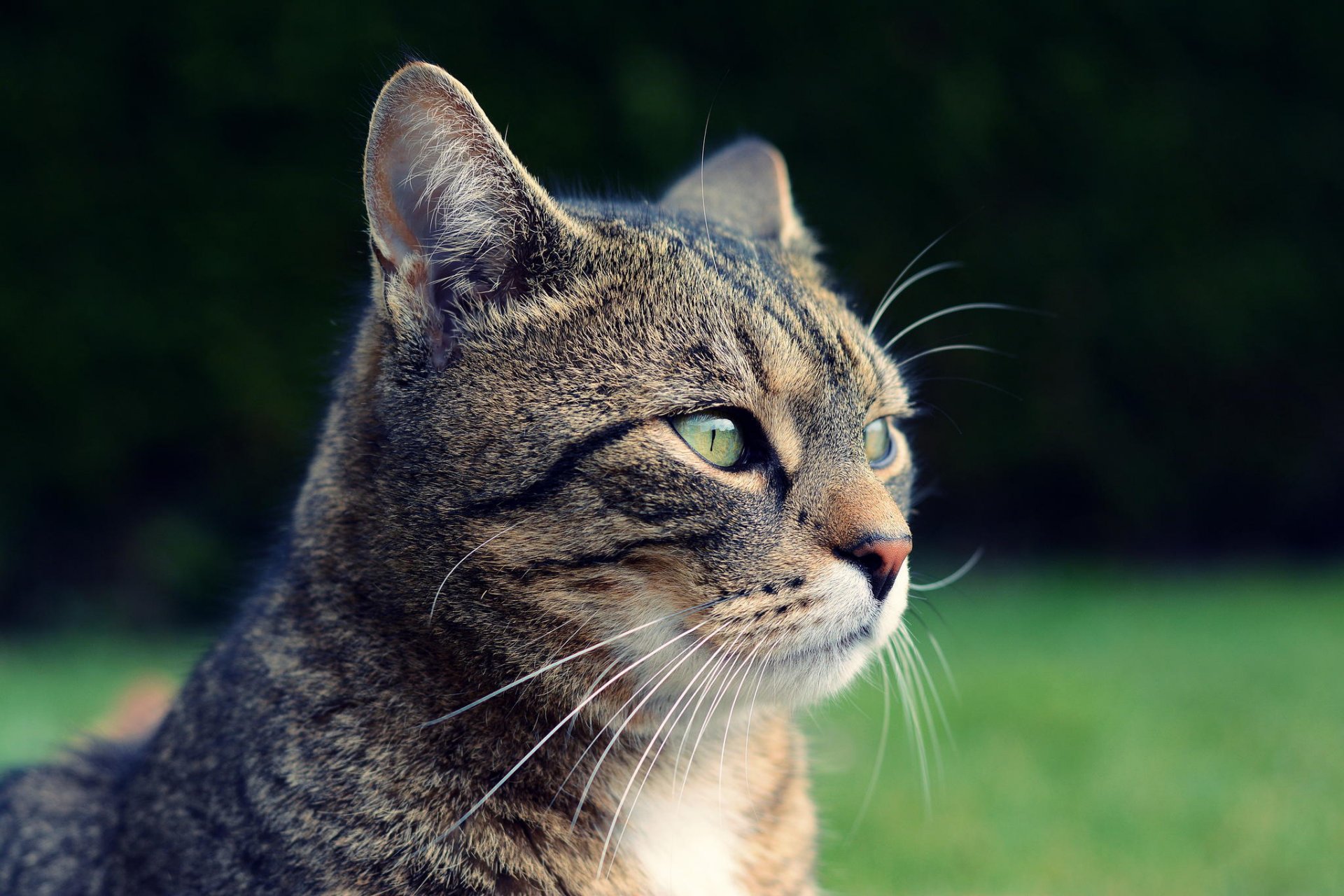 gato gris hocico mirada naturaleza