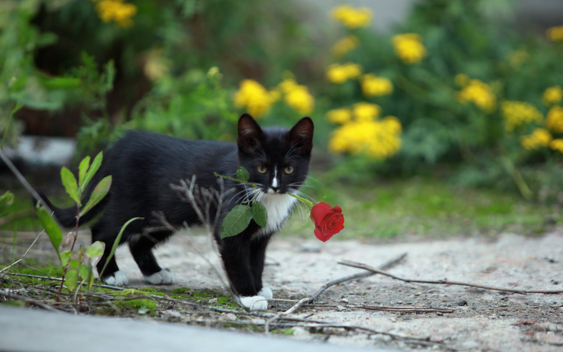 gato rosa fondo