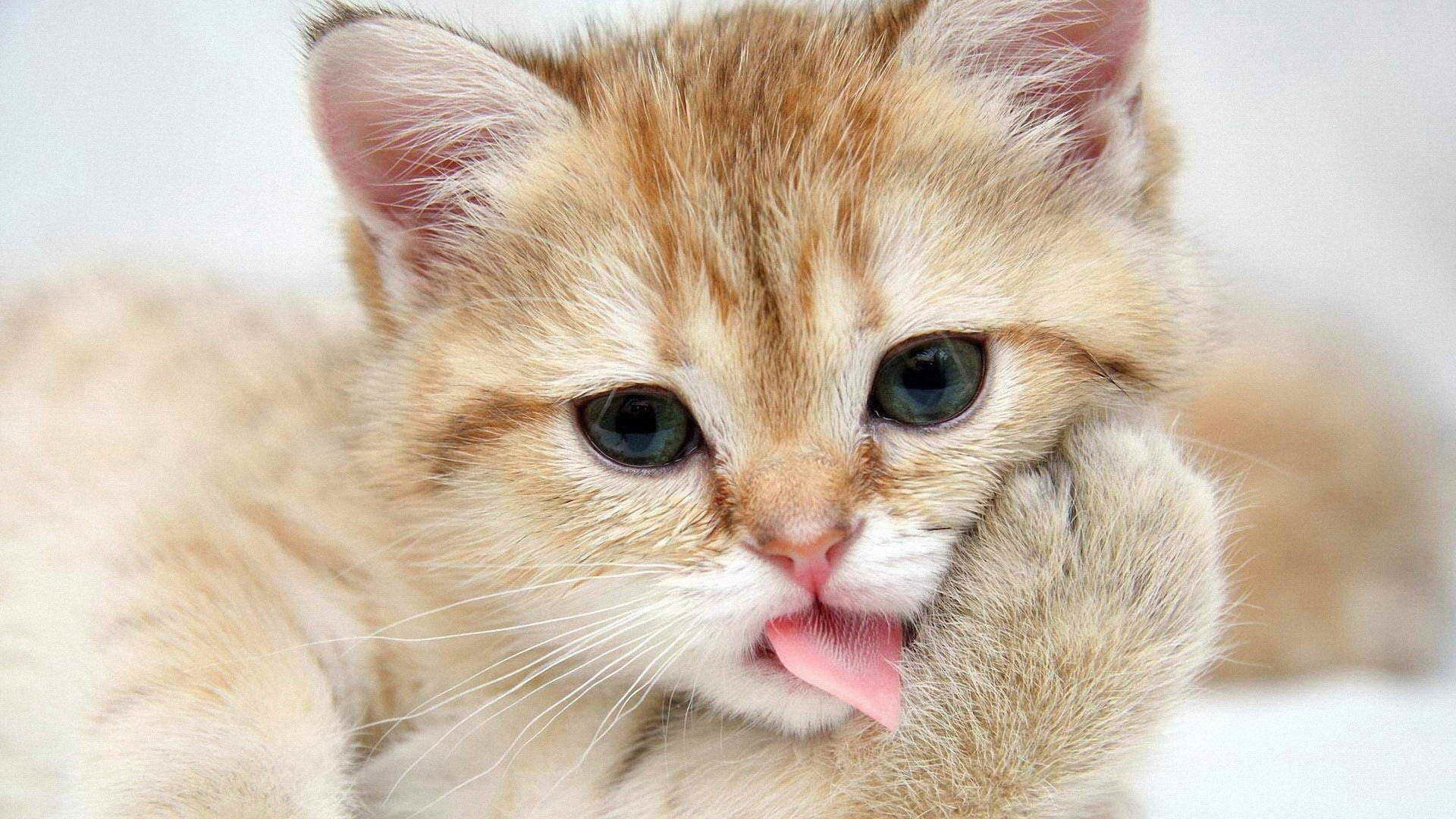 cat . kitten washes the tongue