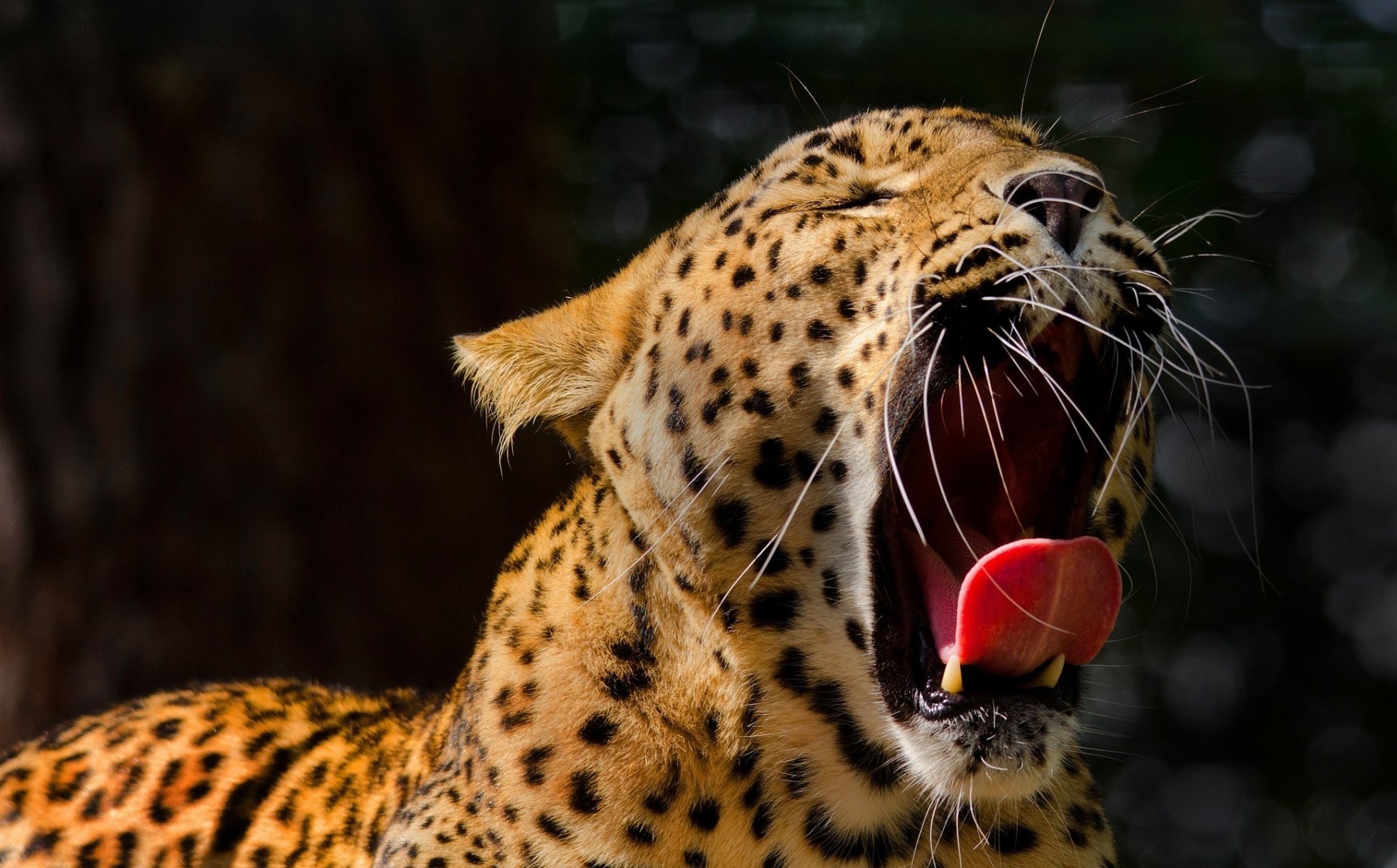 léopard chat sauvage museau bâillements gueule crocs langue