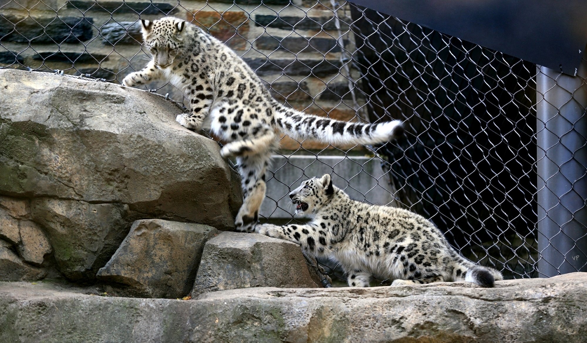 piedras aviario gatitos leopardo de las nieves juego