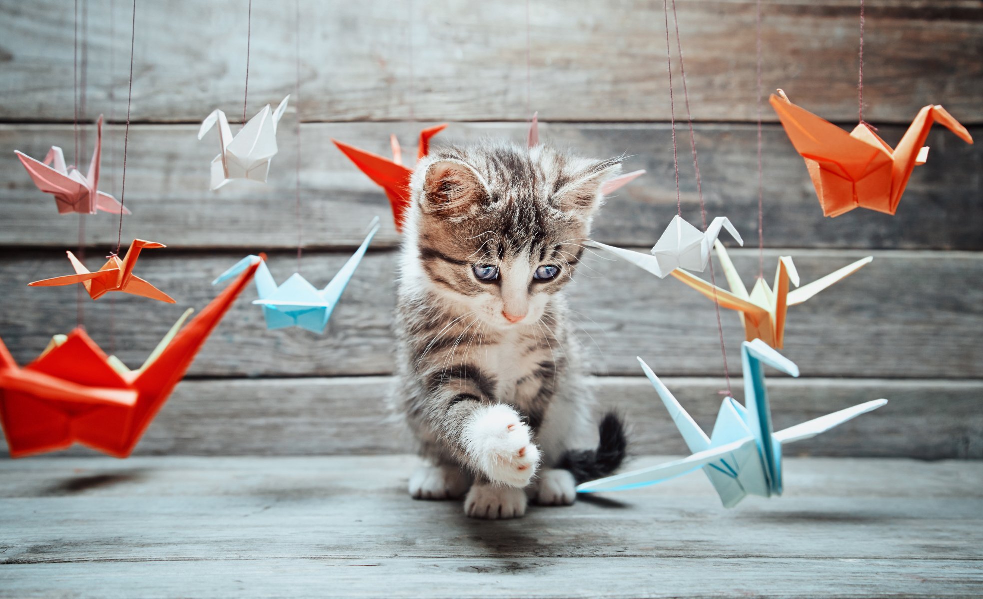 gatto kotyara baffi zampe coda muso gioco studio colorato carta origami gru gru diverso sfocatura bokeh carta da parati