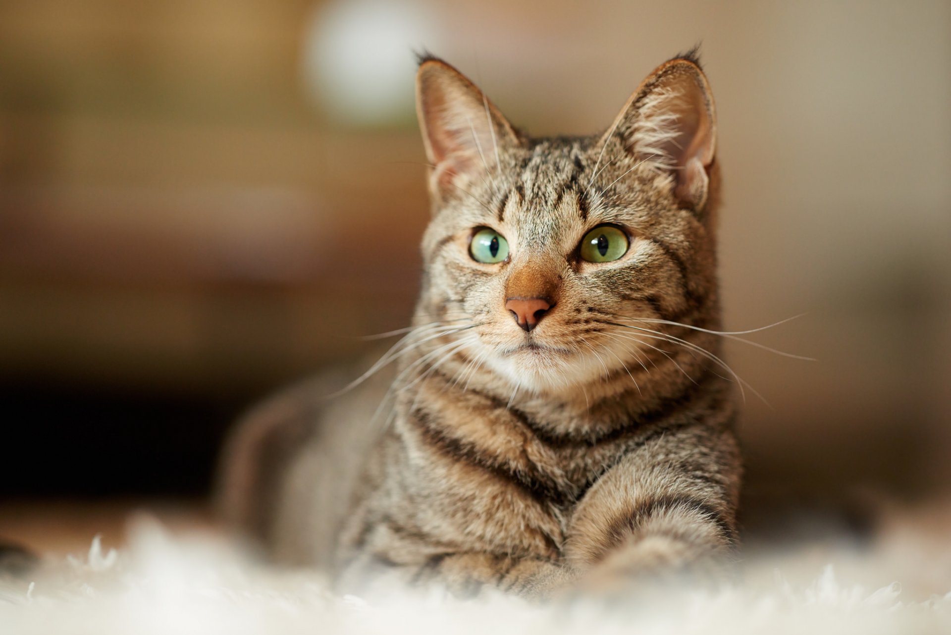 chat gris rayé se trouve vue tapis