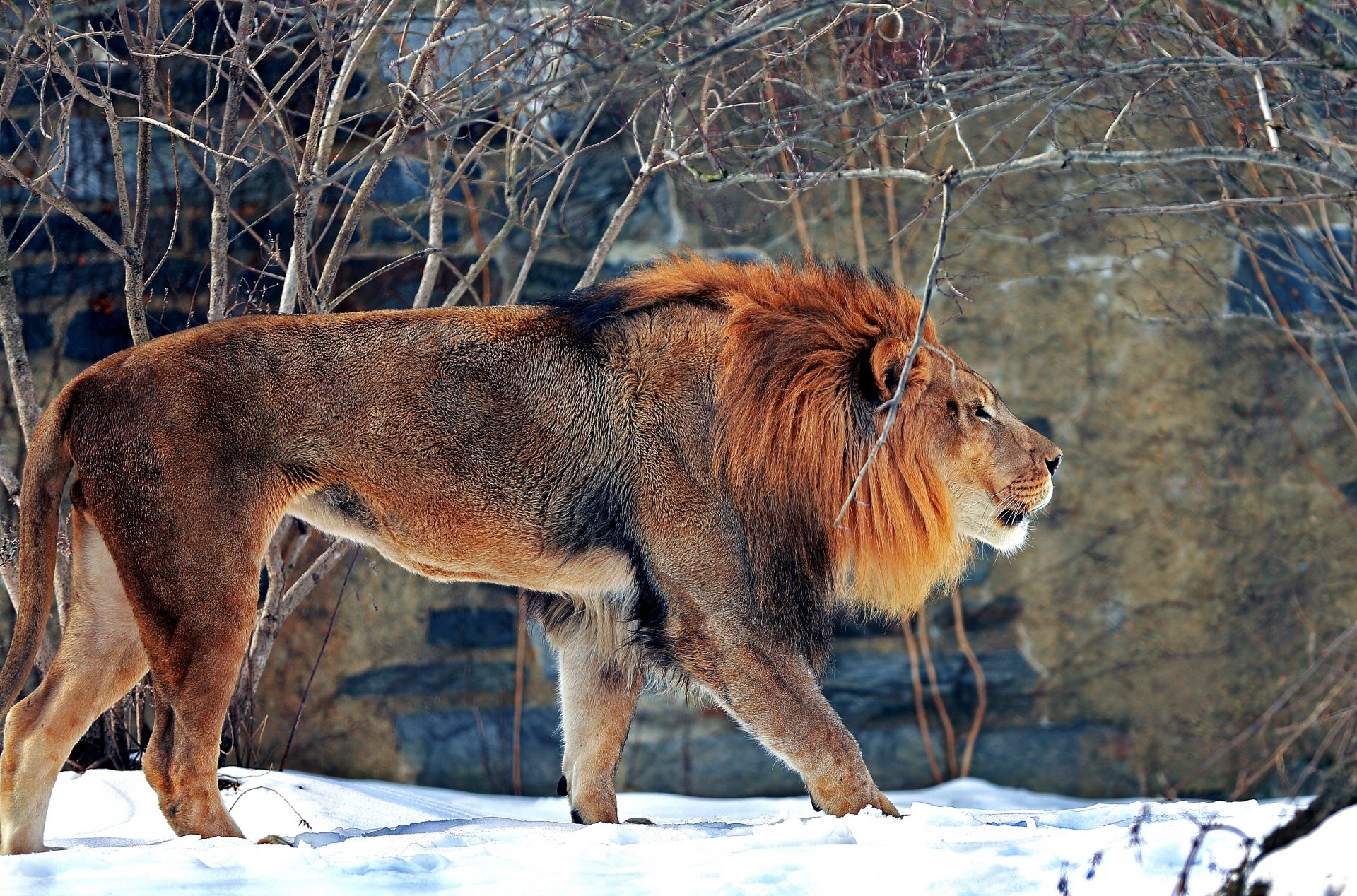 zoo winter schnee löwe raubtier tier säugetier große katze