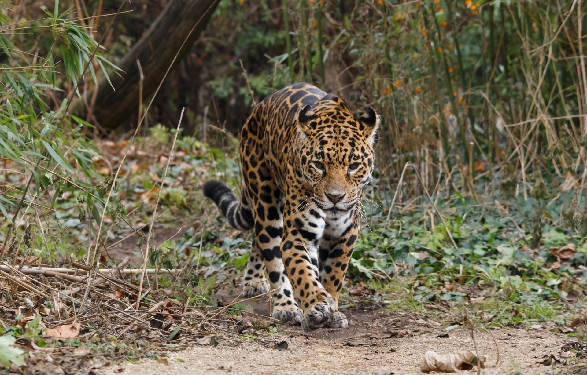 jaguar wild cat predator