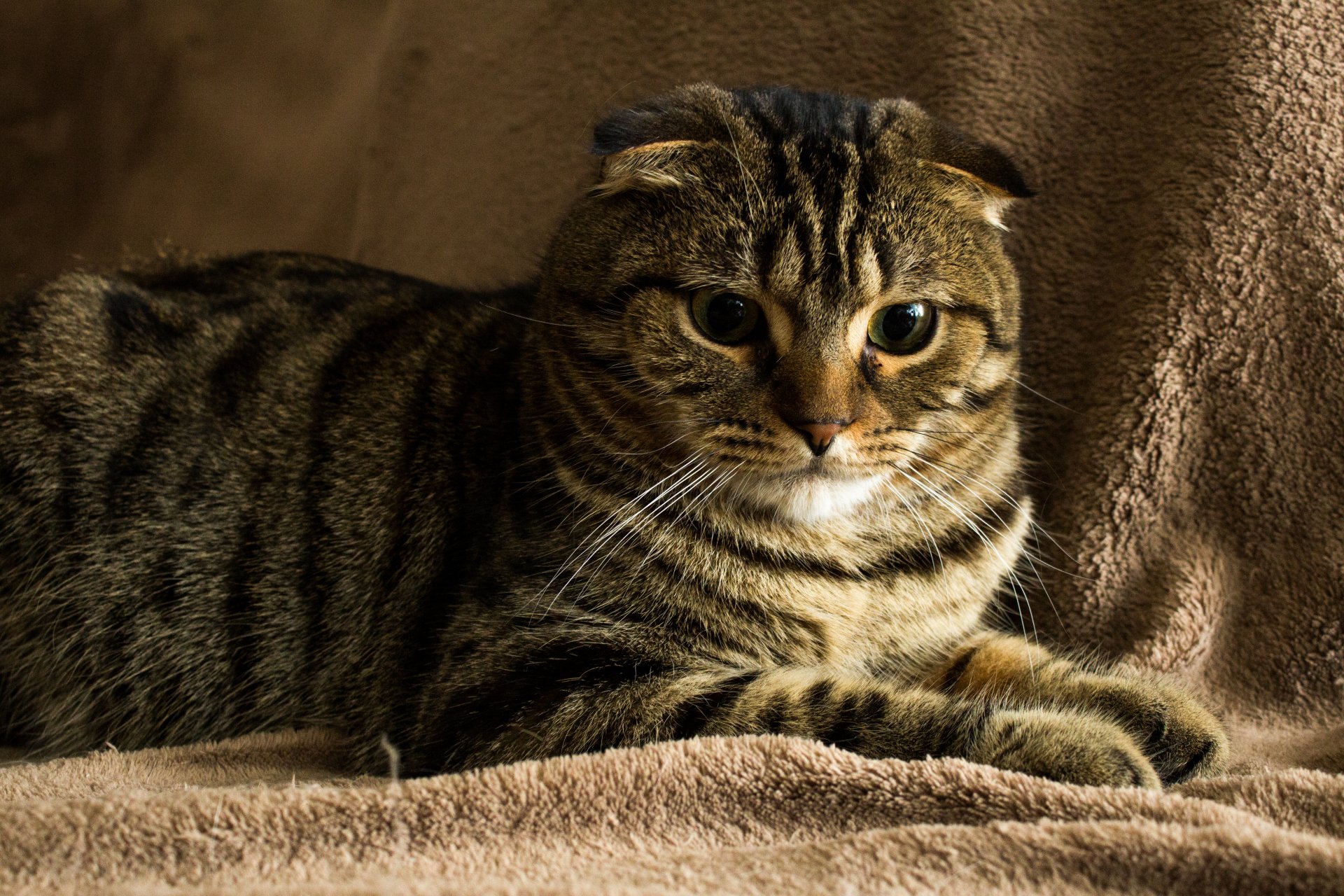 katze schotte hängend