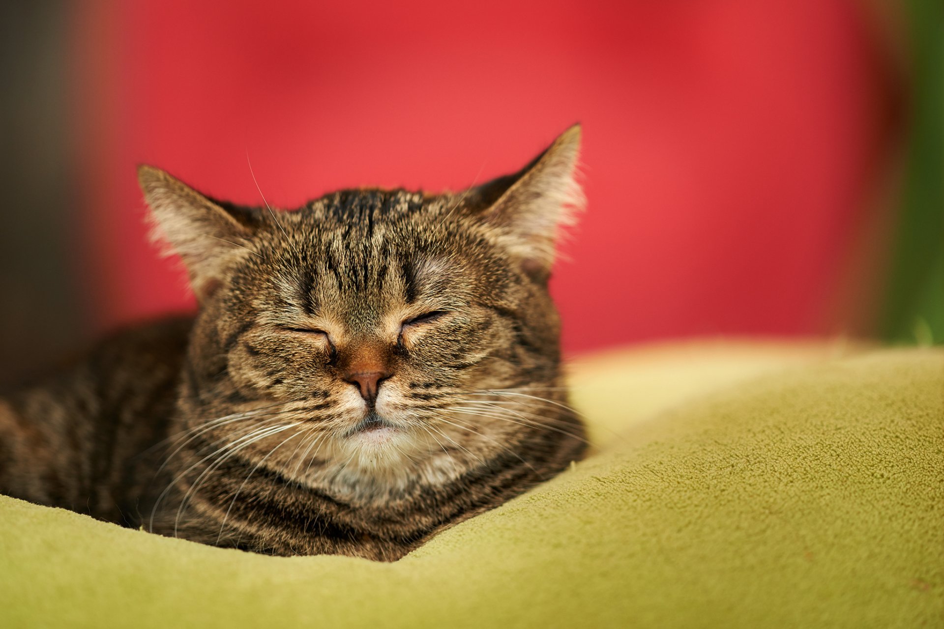 katze katze schläft schlafen zuhause decke schnauze