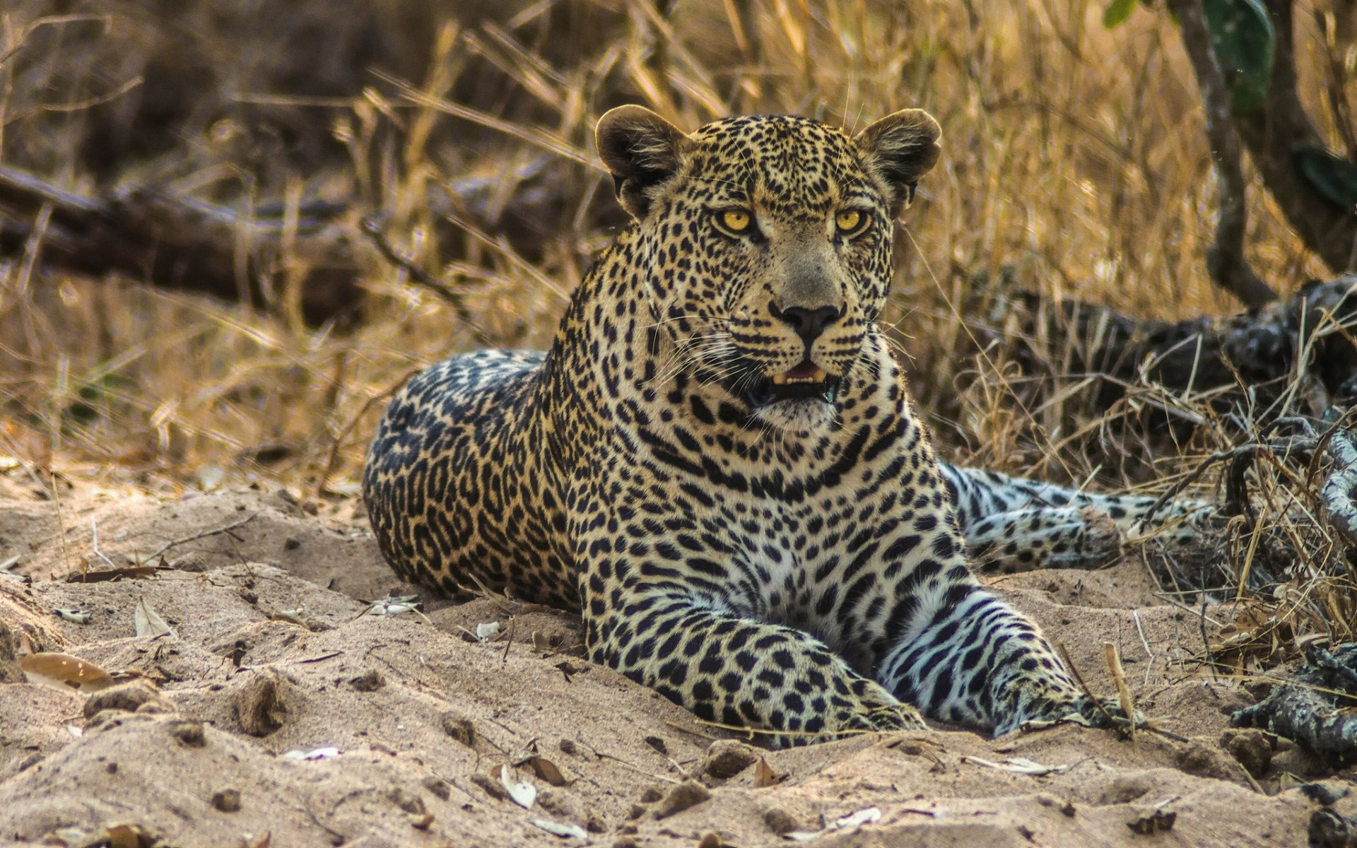 leopardo gatto selvatico predatore sabbia