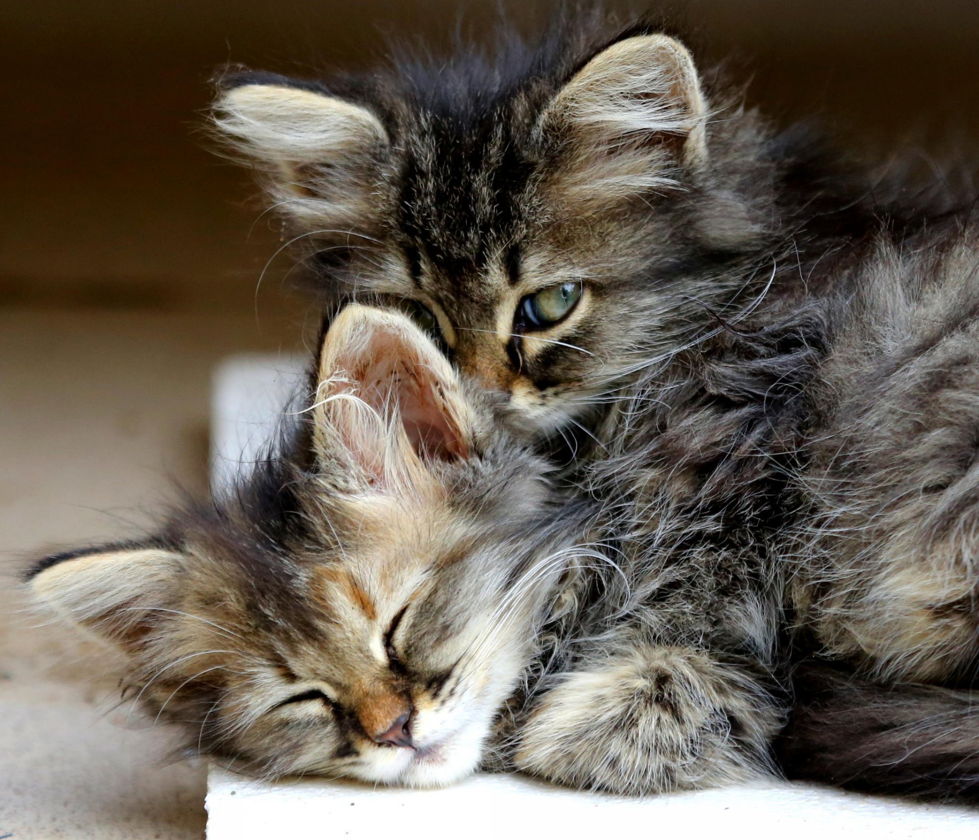 gatitos niños pequeños huérfanos gatos castrar a sus gatos