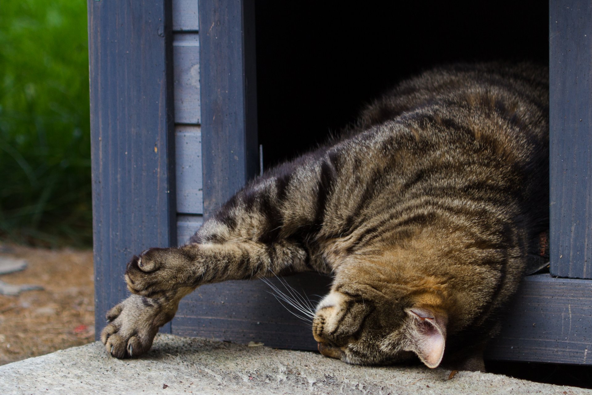 cat koshak kotyara is sleeping sport