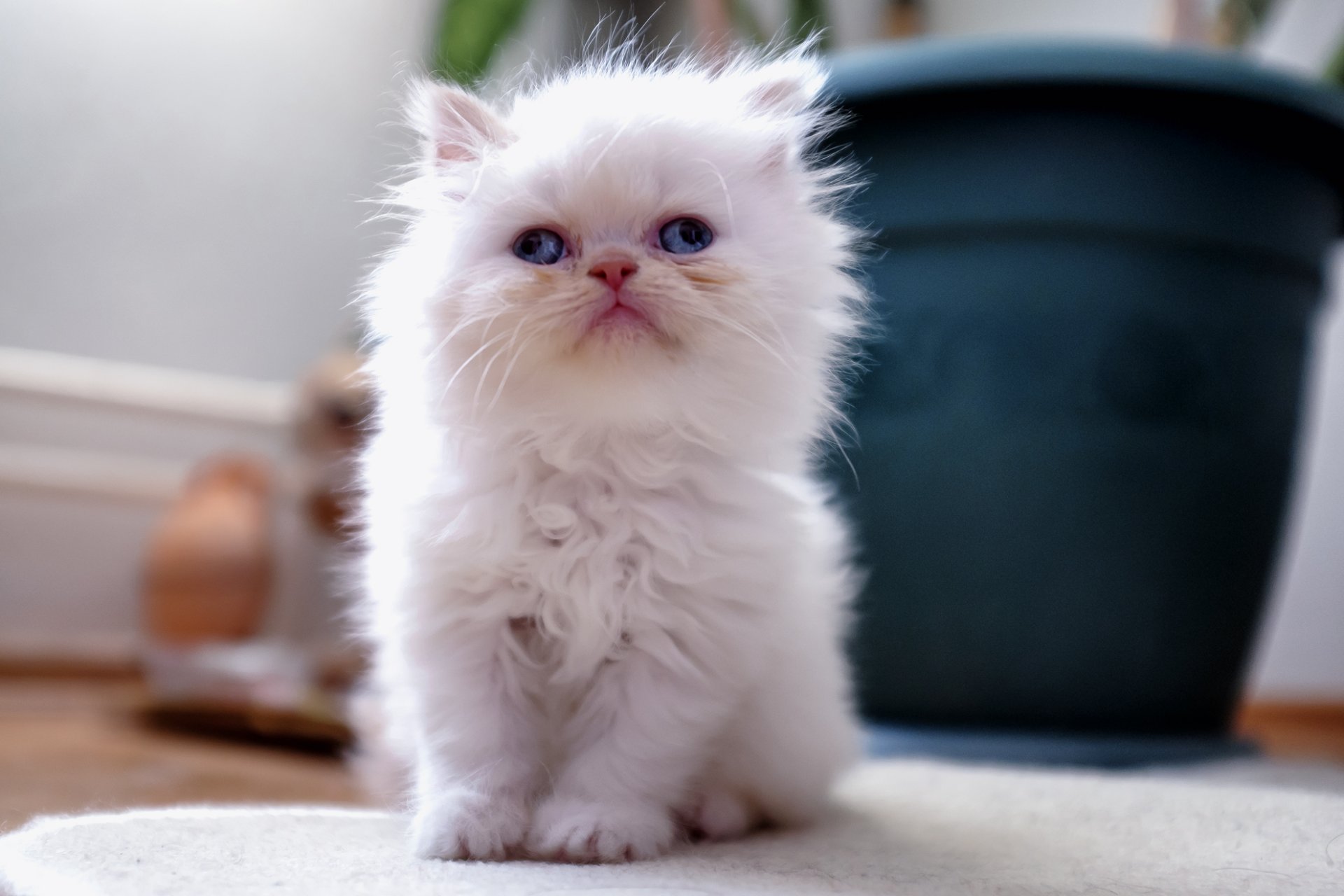 gatito blanco peludo estrabismo casa maceta floral