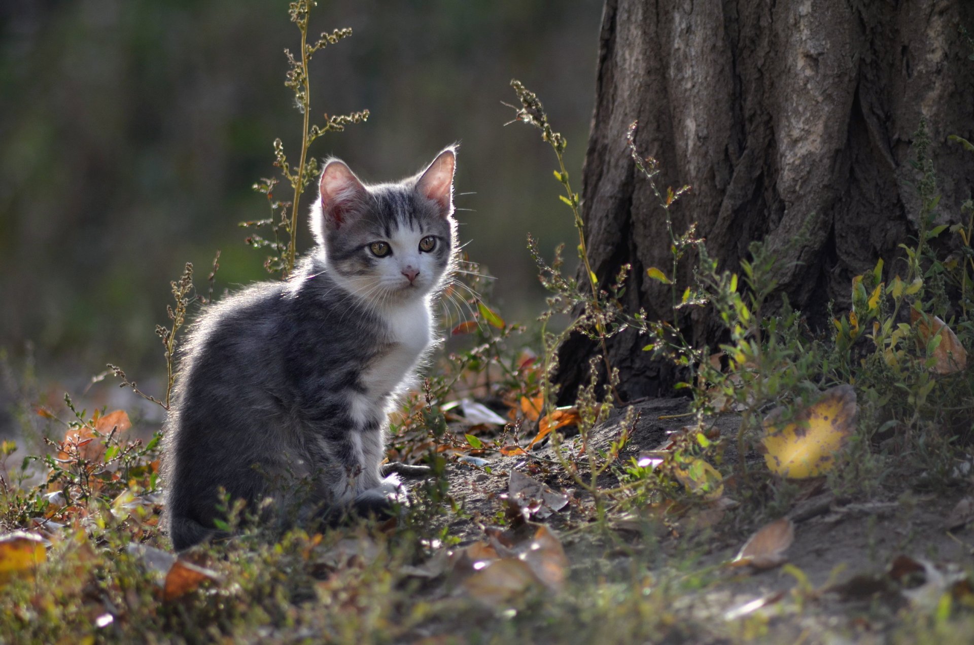 gatto vista natura