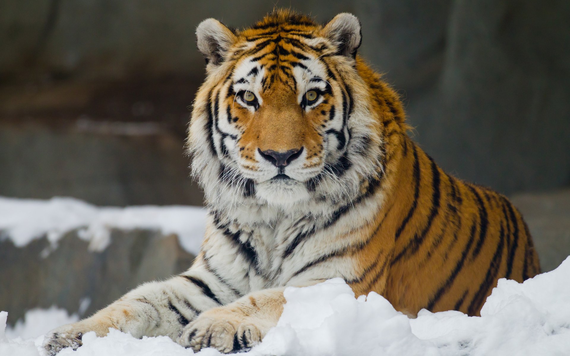 amur-tiger blick freizeit schnee