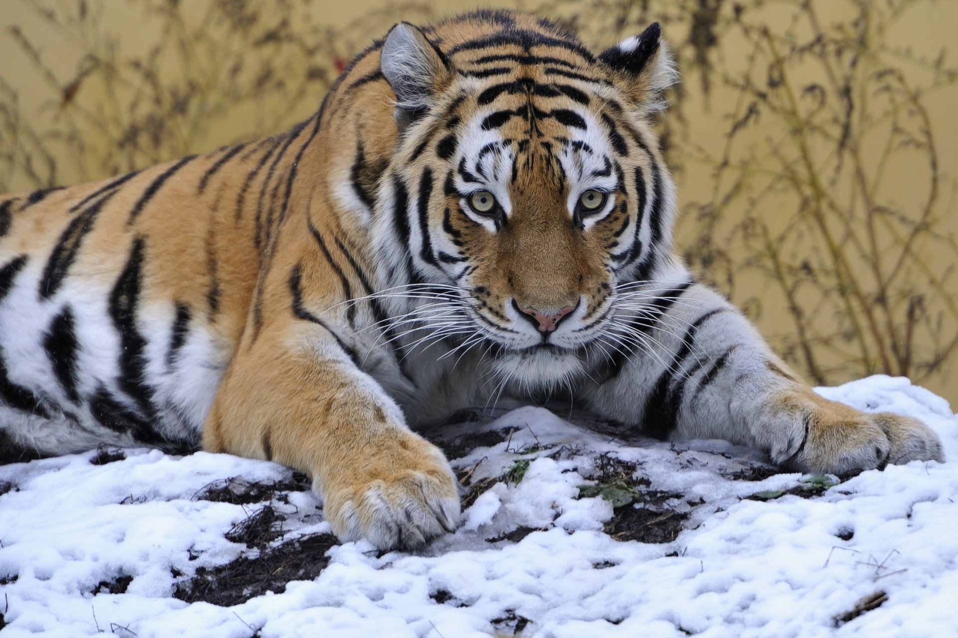 tiger schnee blick