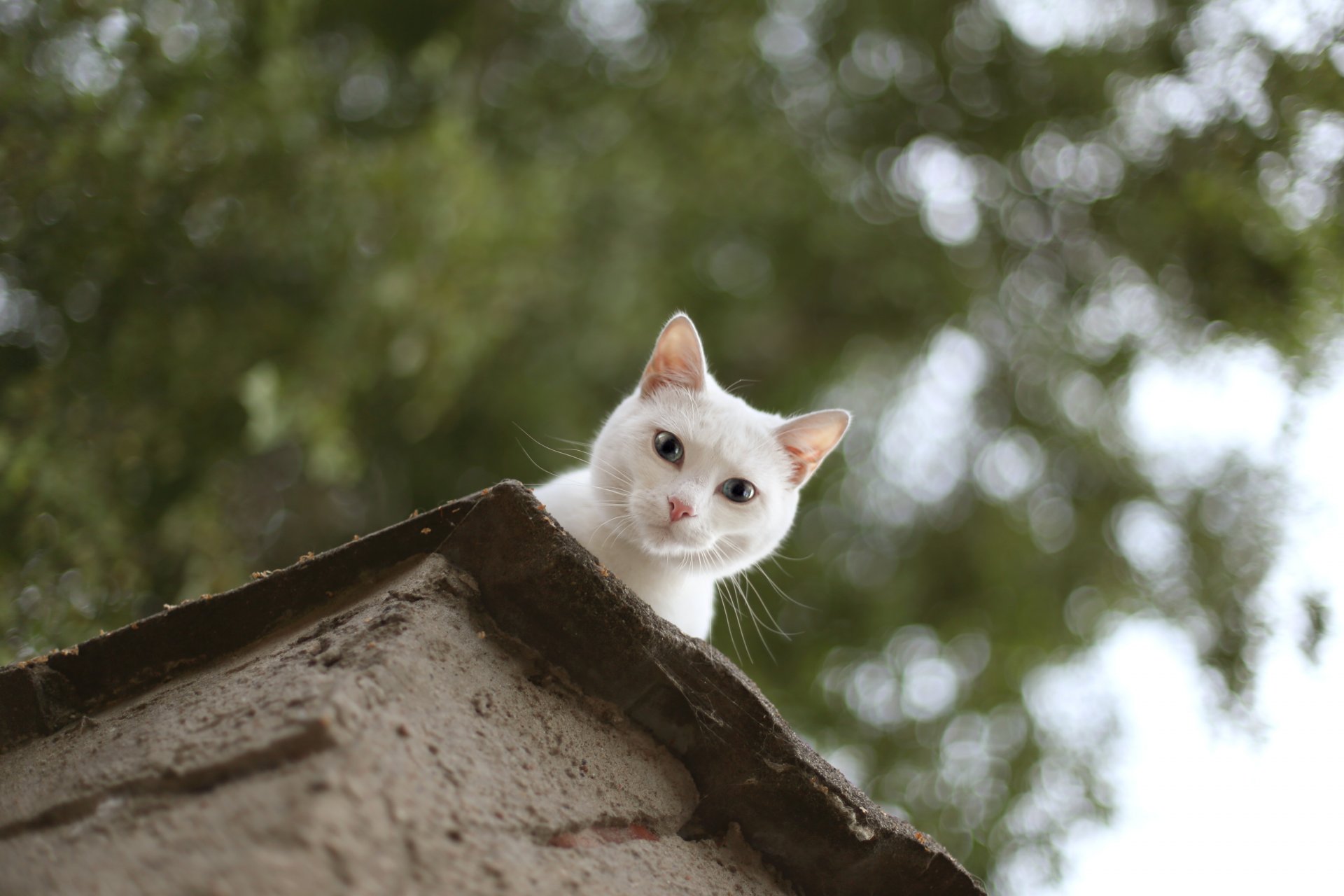 cat cat white. looks looks out