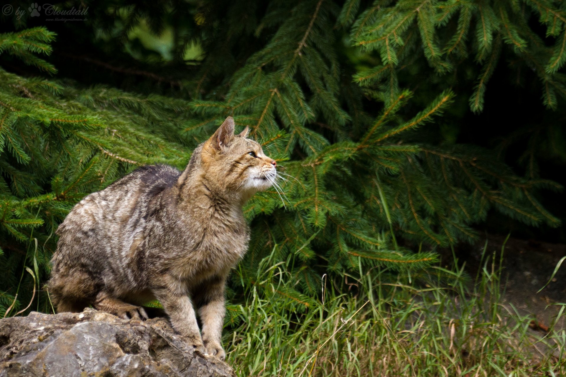 gato del bosque salvaje gato abeto hierba piedra