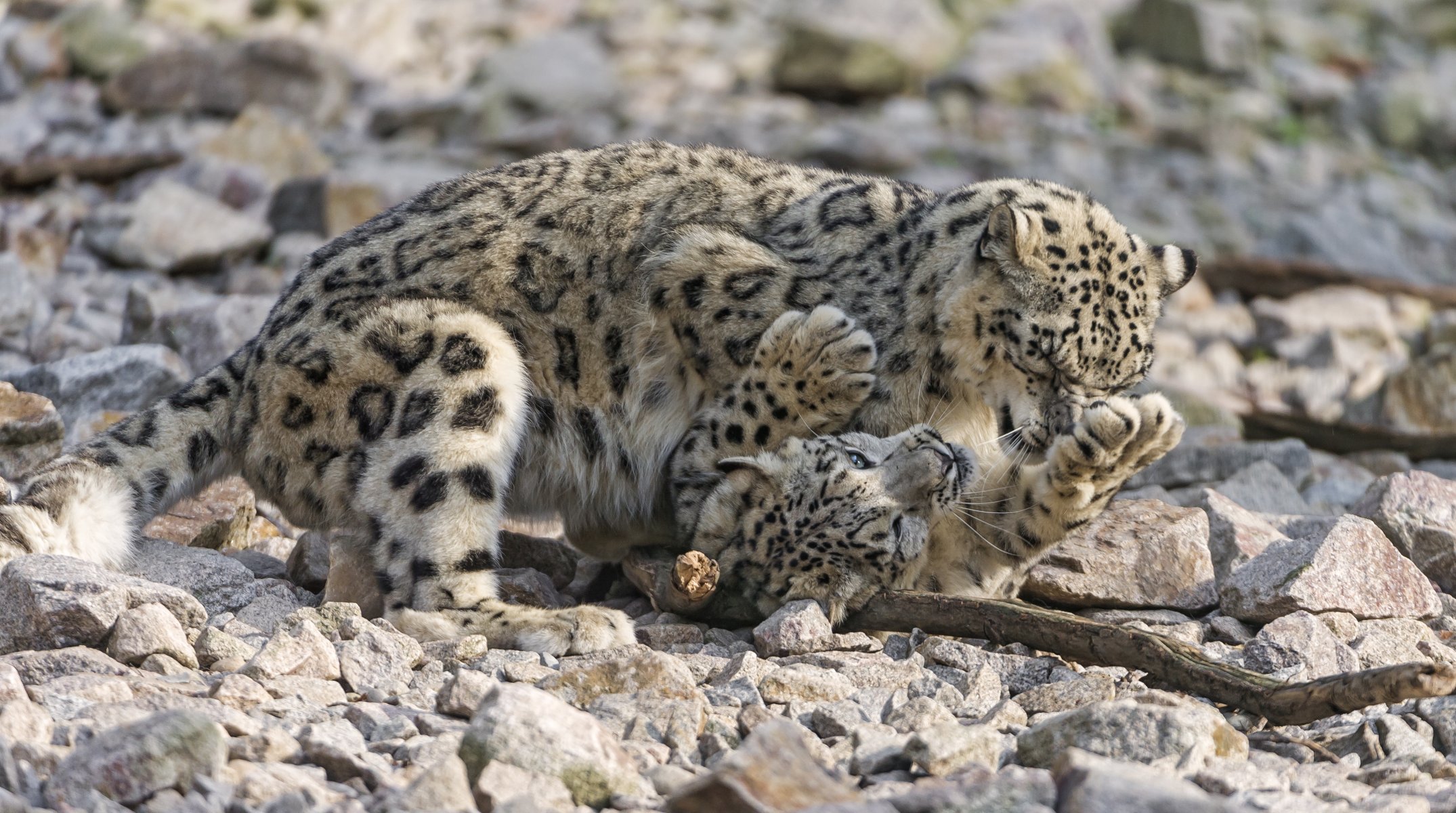 leopardo de las nieves irbis gatos pareja juego piedras