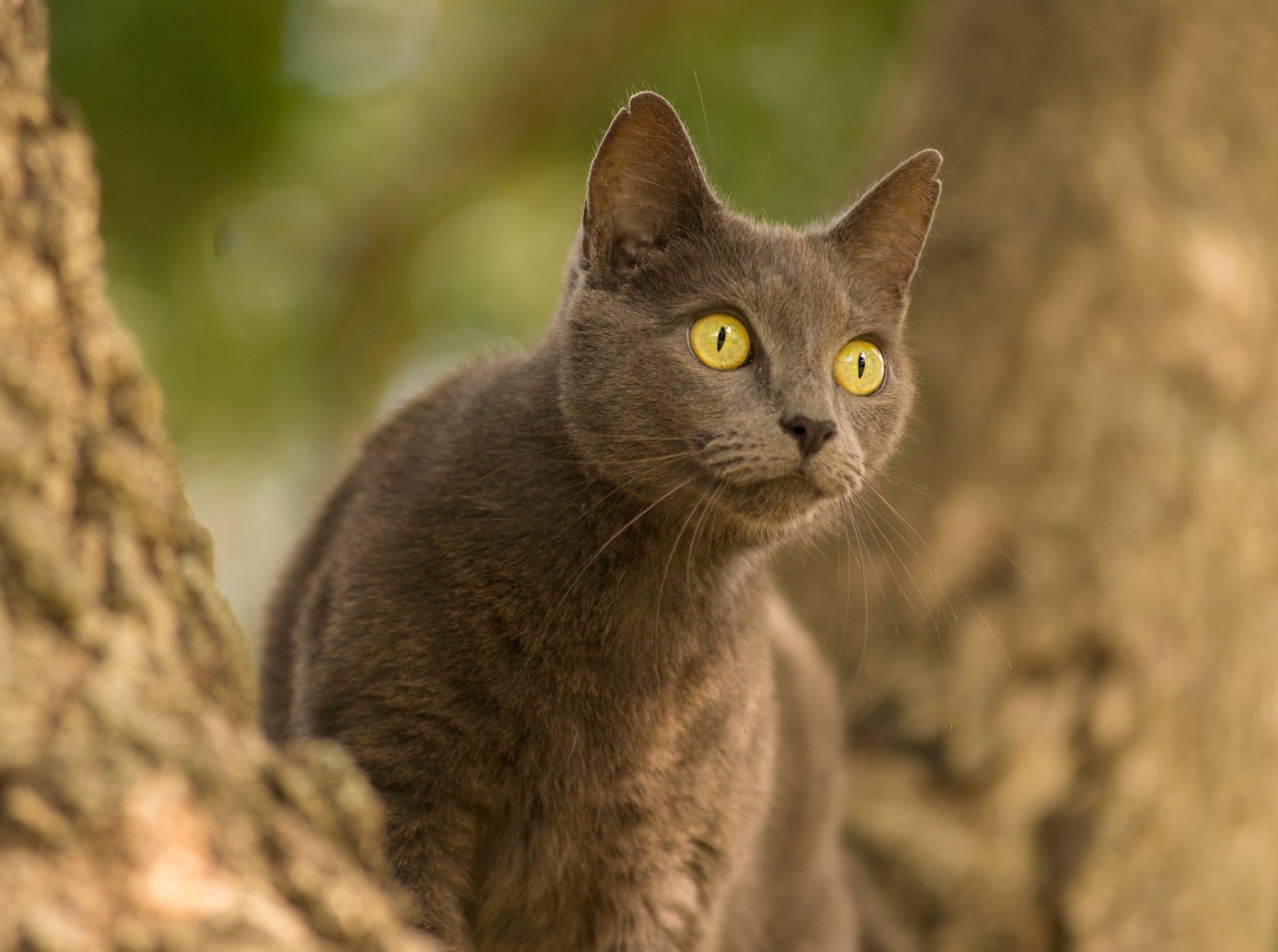 gatto gatto occhi sguardo