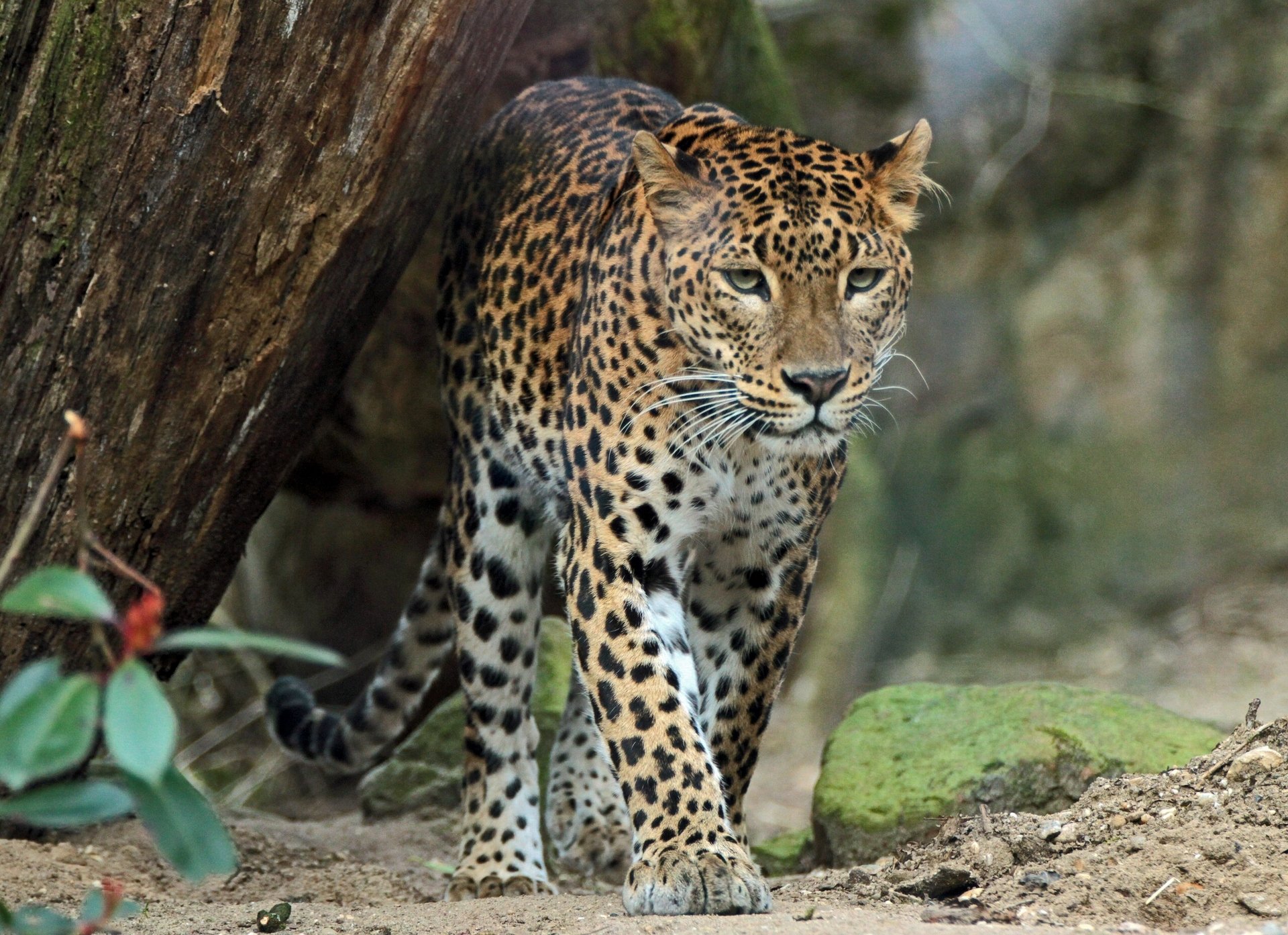 leopardo depredador gato salvaje