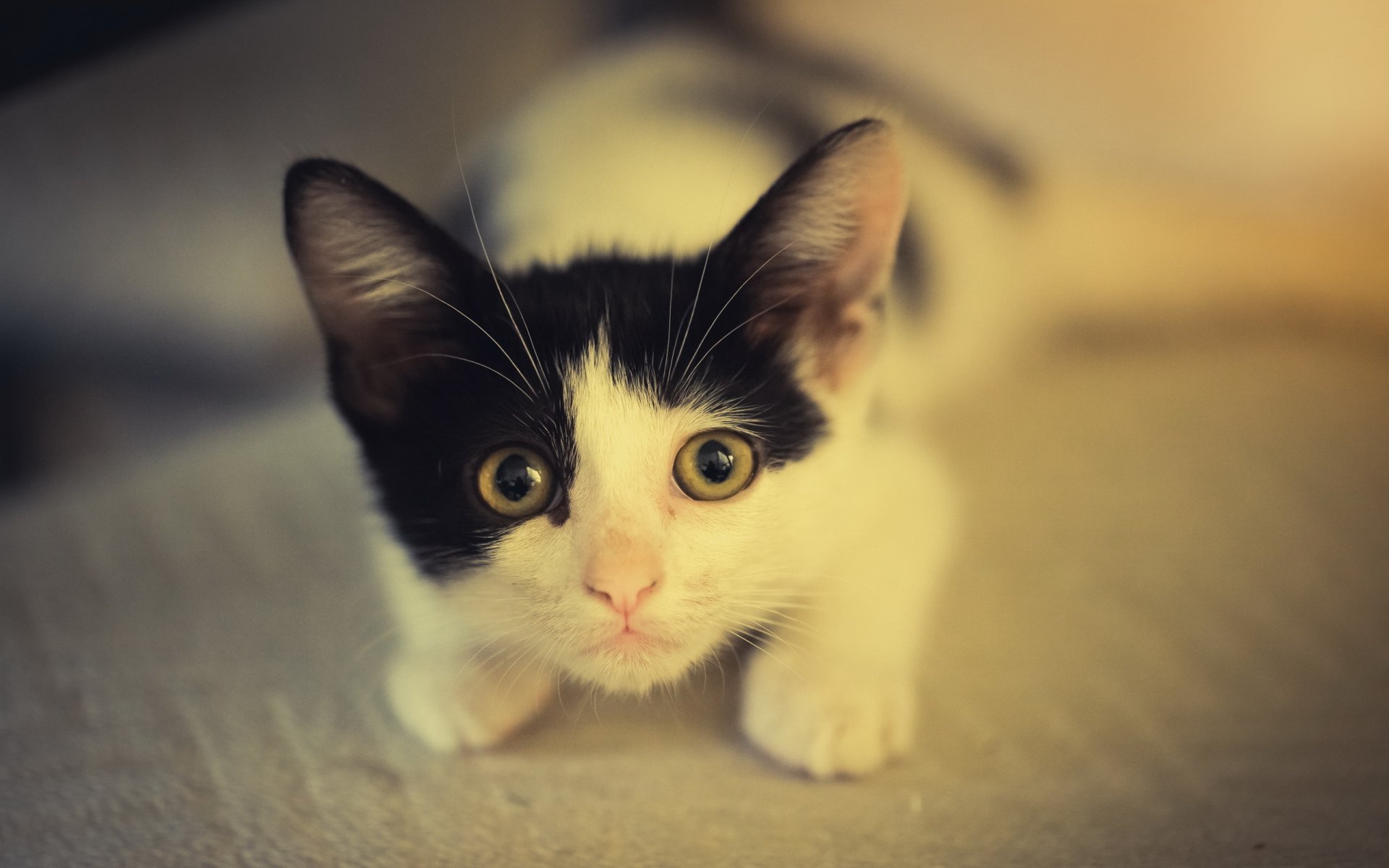 gatto gattino bianco e nero vista