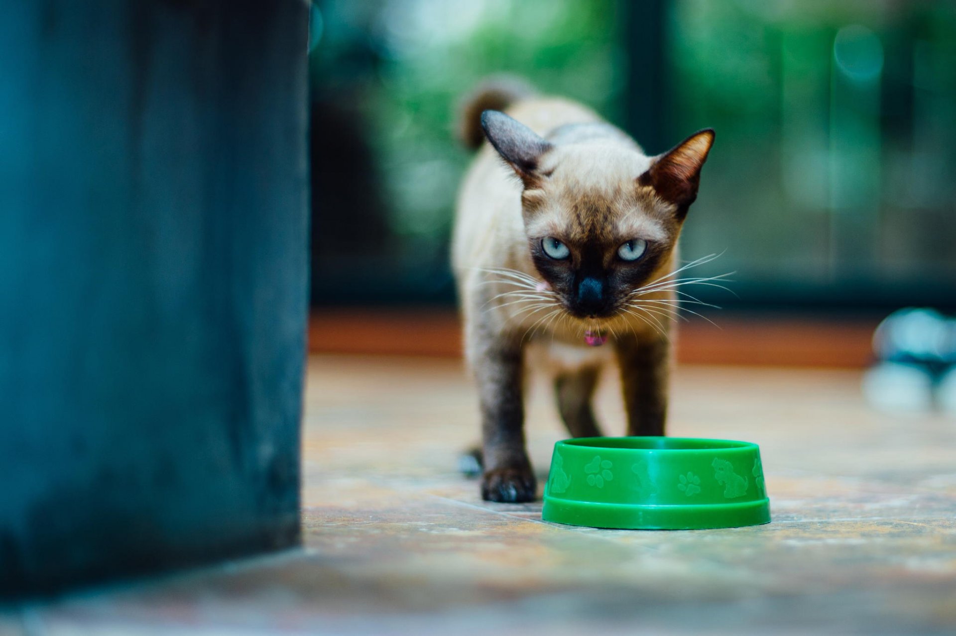 katze kätzchen siamesisch blick schüssel