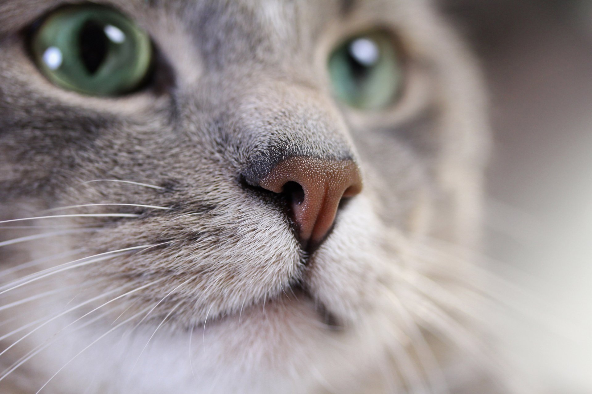 gatto kotyara baffi muso smeraldo sguardo colore argento grigio sfocatura bokeh carta da parati