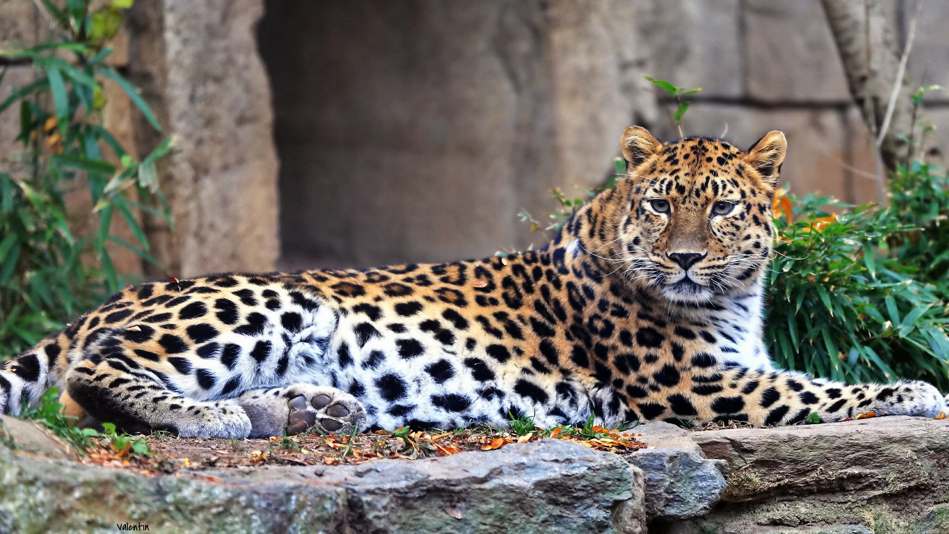 leopard fernöstlich erholung raubtier