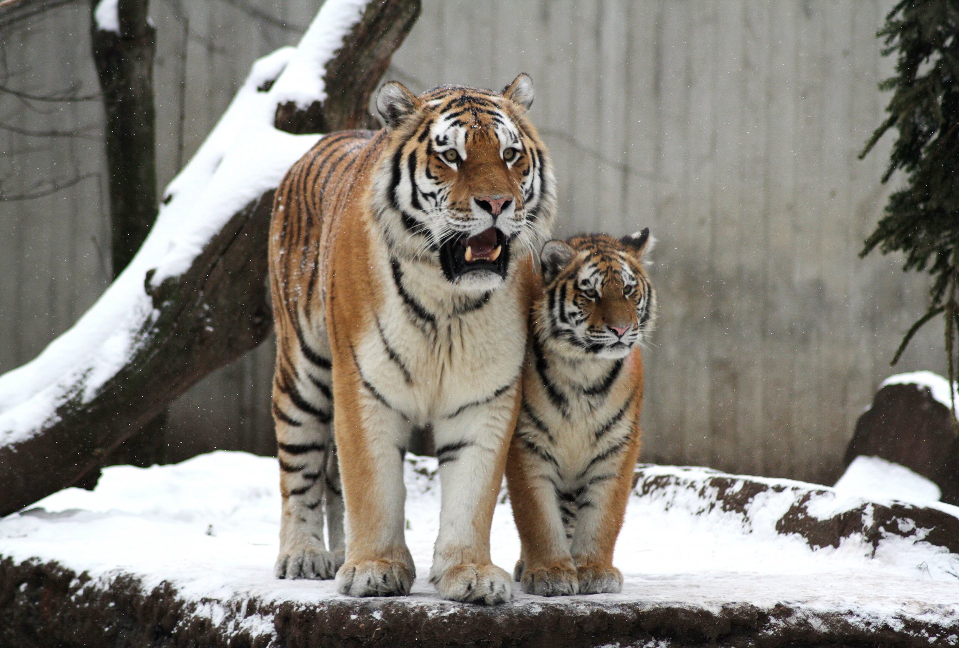 tigre amour chat tigresse couple famille neige